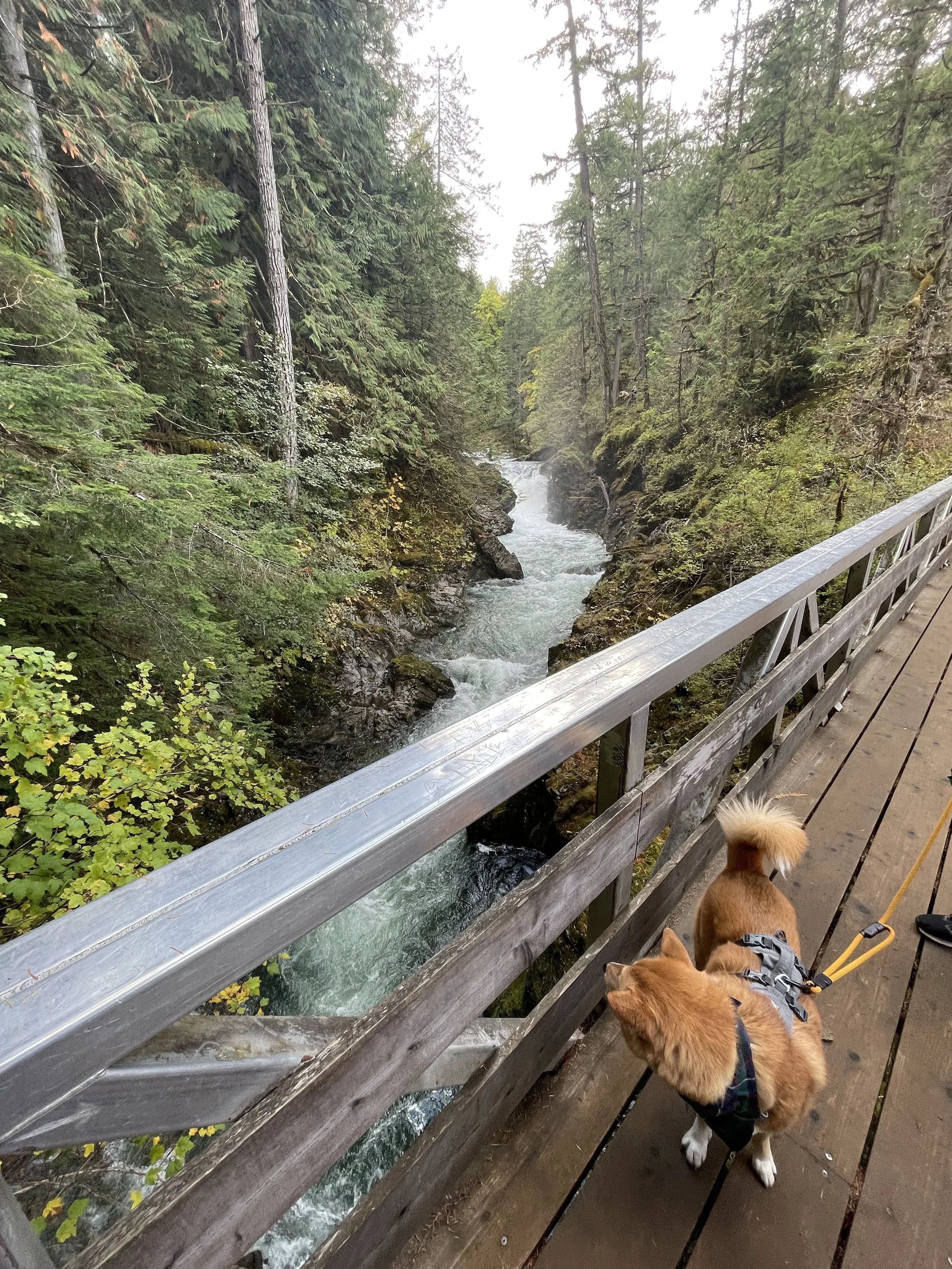 Markus watching the rushing waters at Little Qualicum River and Falls
