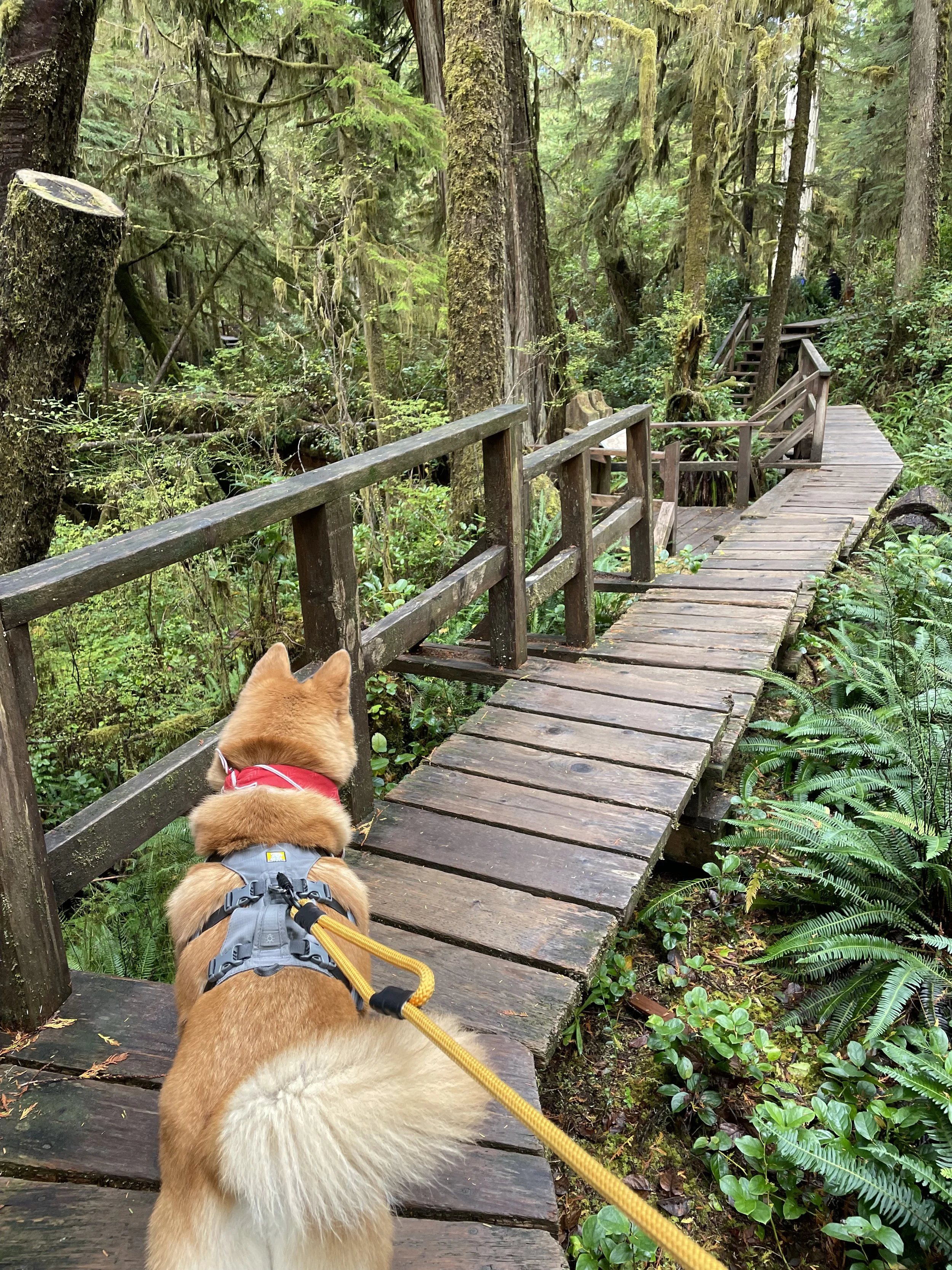 Markus walking along the walkways of the Rainforest Figure Eight Trail