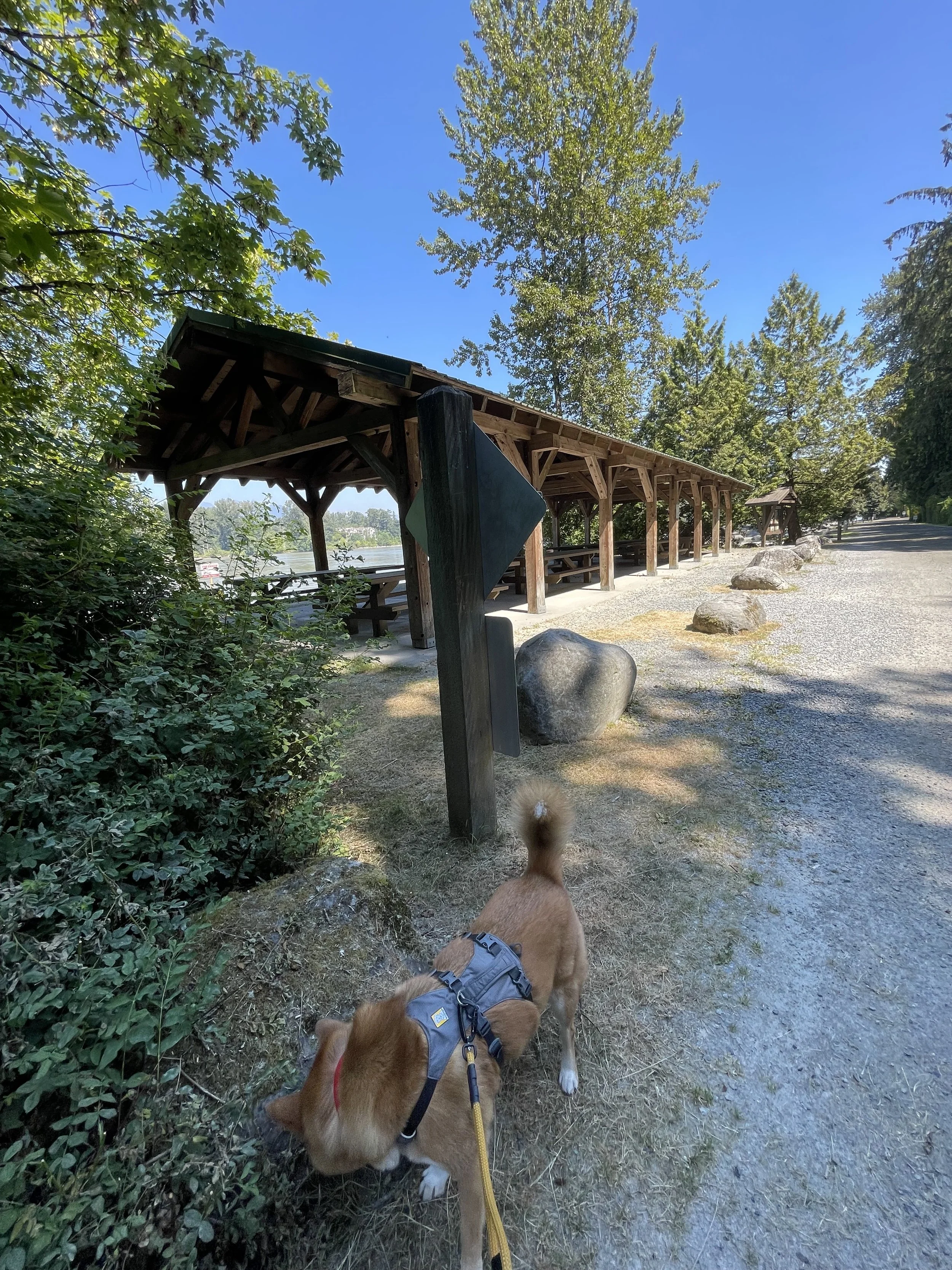 Markus enjoying some smells by the picnic area at the Edgewater Bar Campground