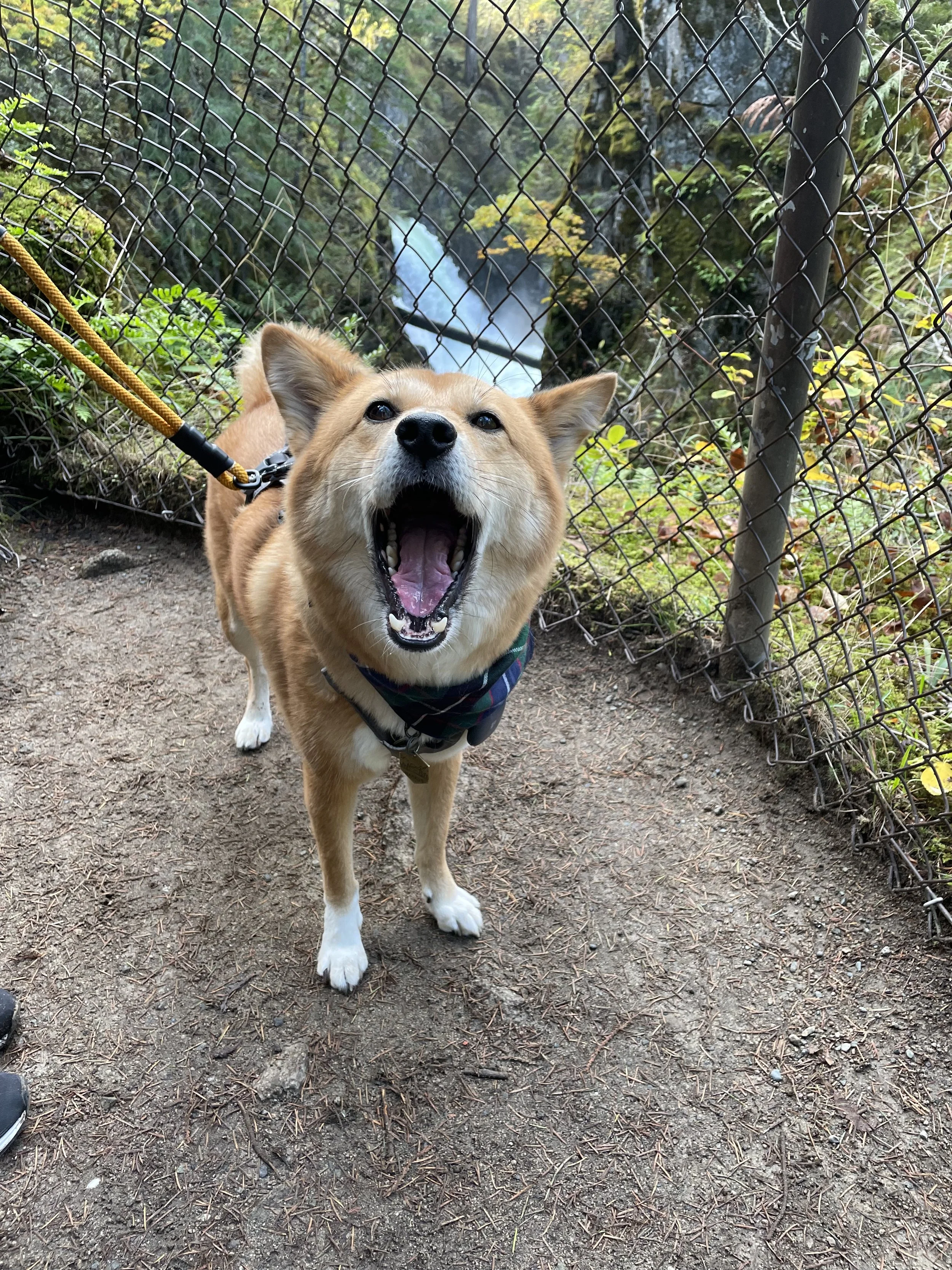 Markus enjoying the falls from the second angle at Little Qualicum River and Falls