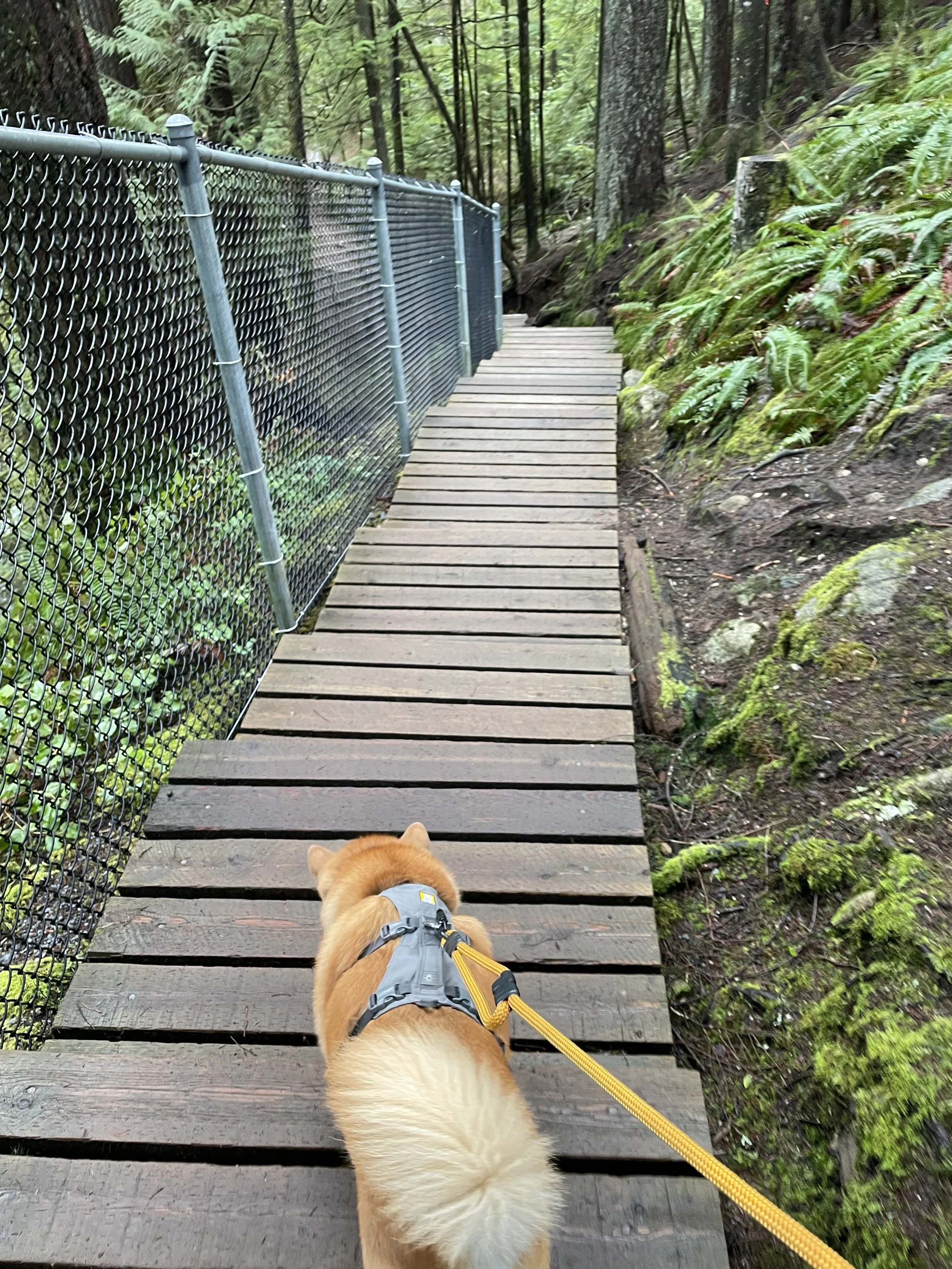 Markus following along on the wooden walkway on the Twin Falls Loop