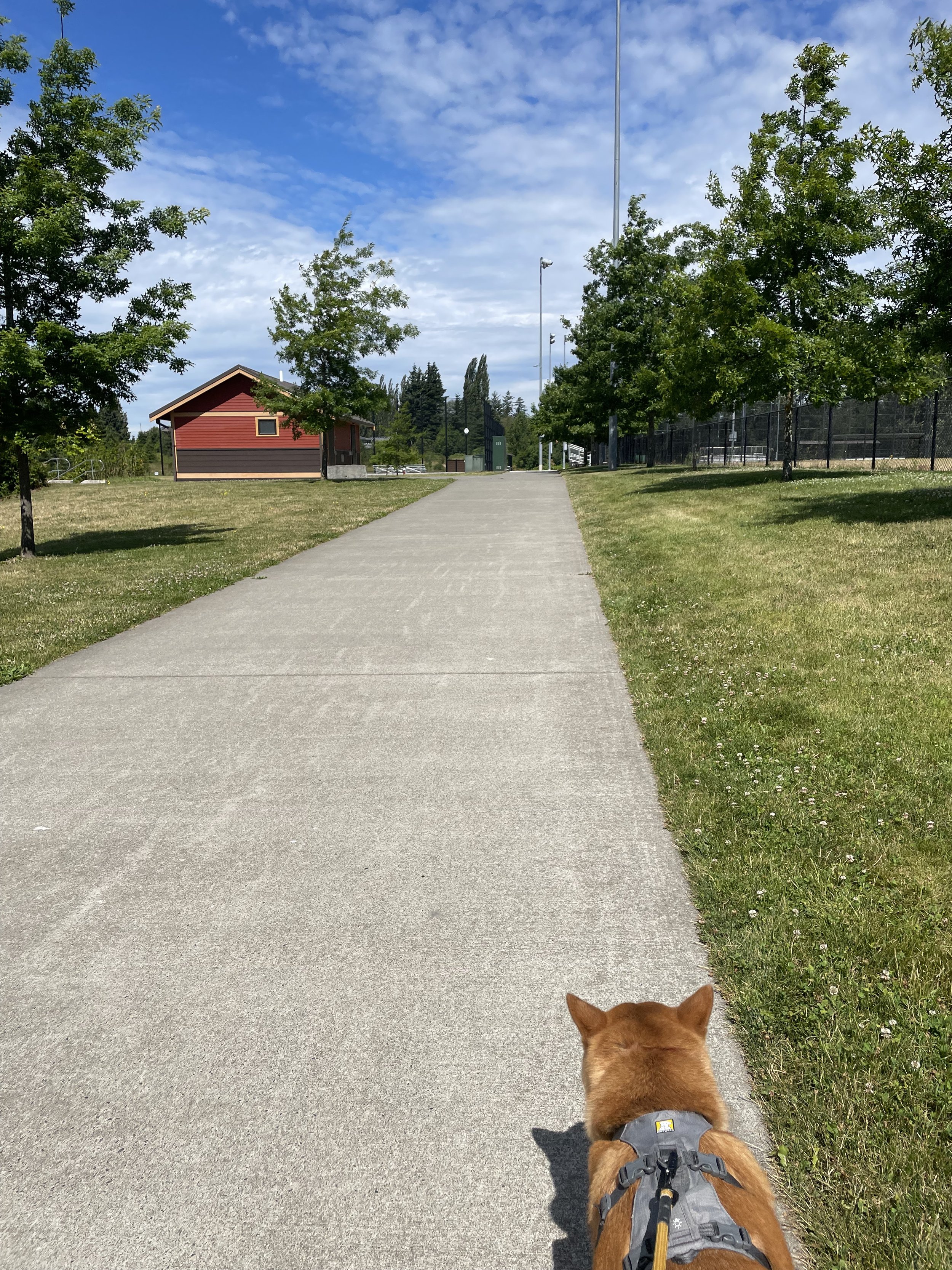 Markus walking along the path next to the baseball field at Squalicum Creek Park