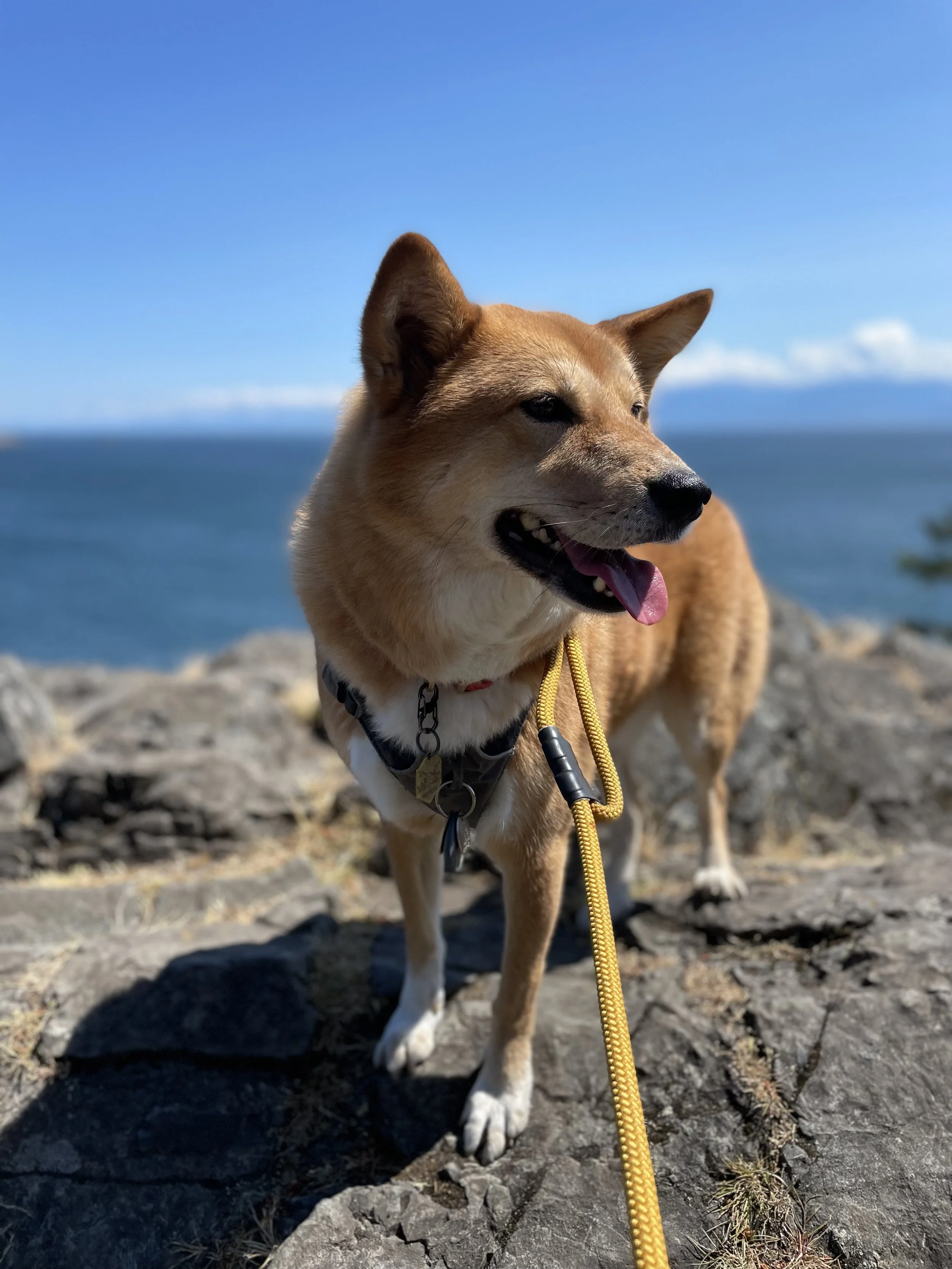 Markus enjoying the views at the top of Creyke Point