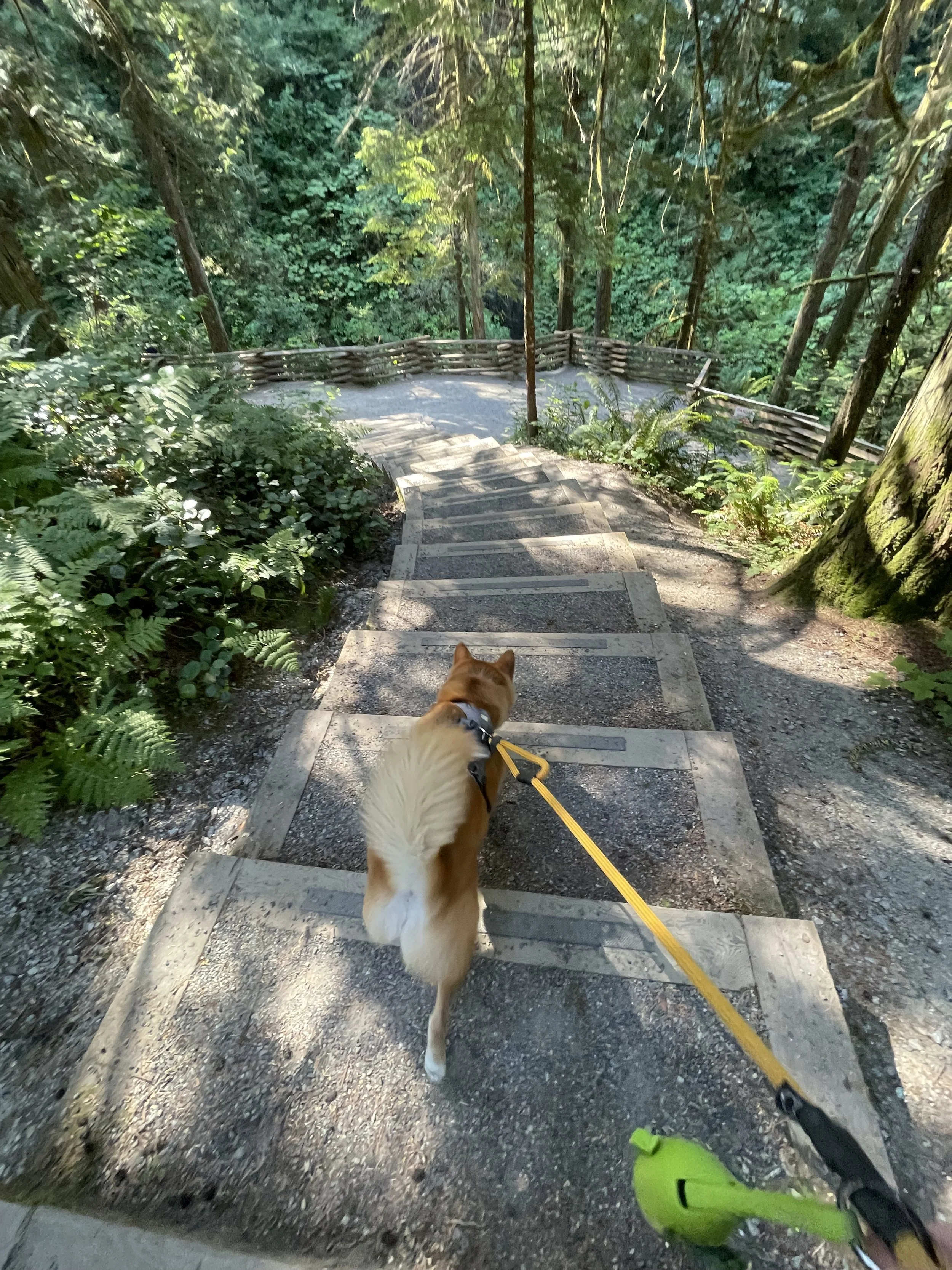 Markus following the trail at Kanaka Creek