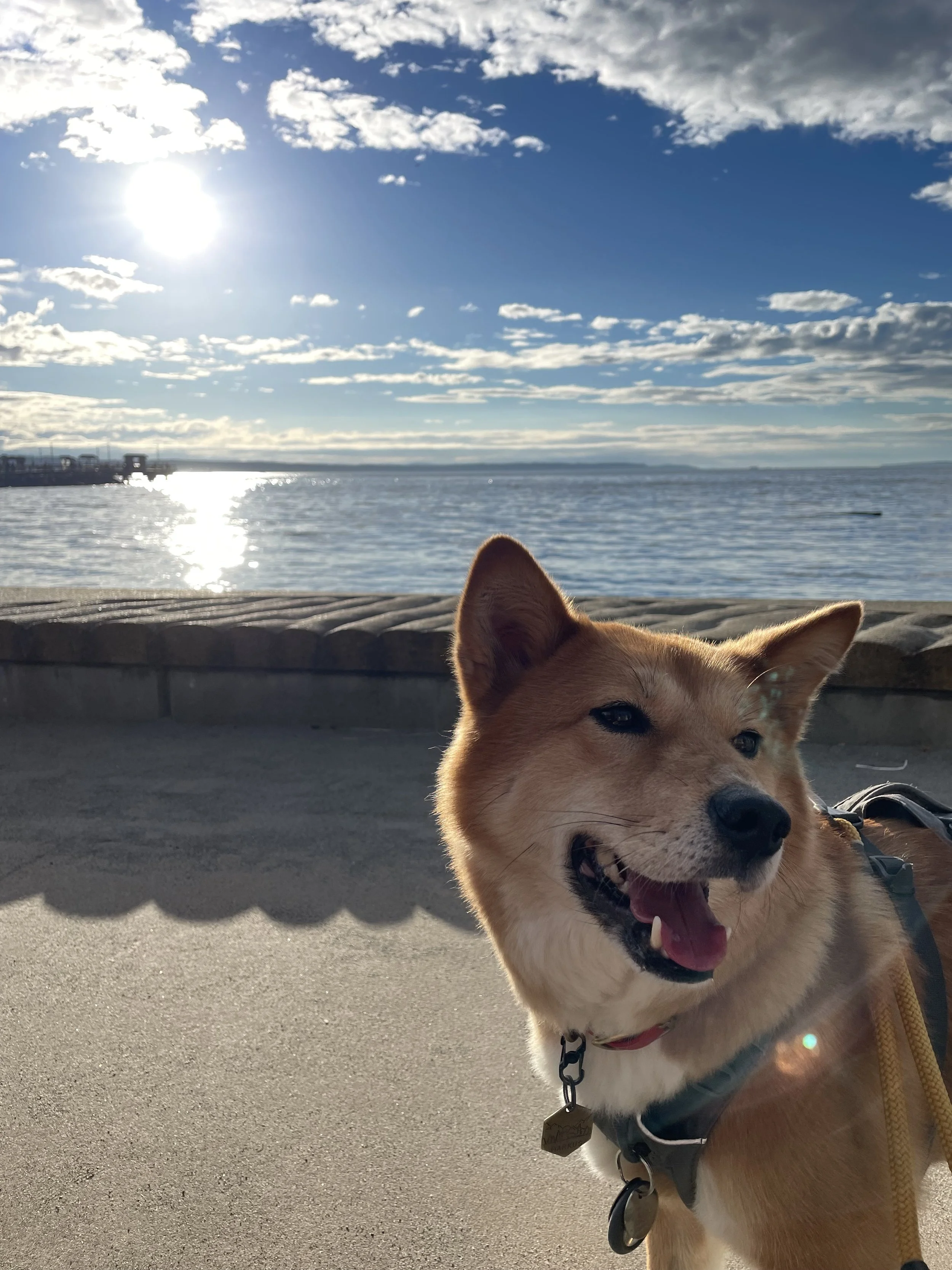 Markus enjoying the sunset down at Brackett’s Landing South in Edmonds, Washington