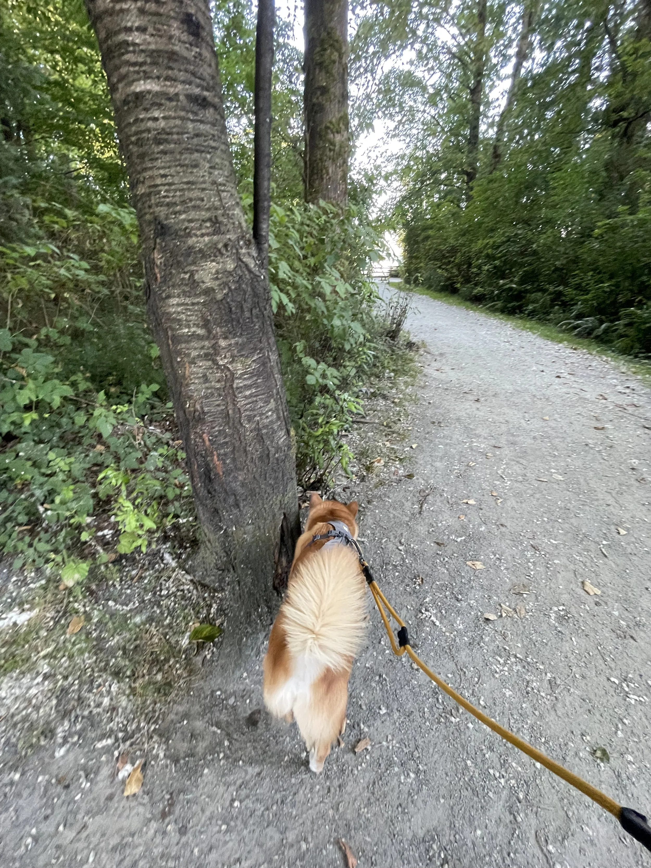 Markus sniffing a tree while it’s still calm at the Pitt River Regional Greenway
