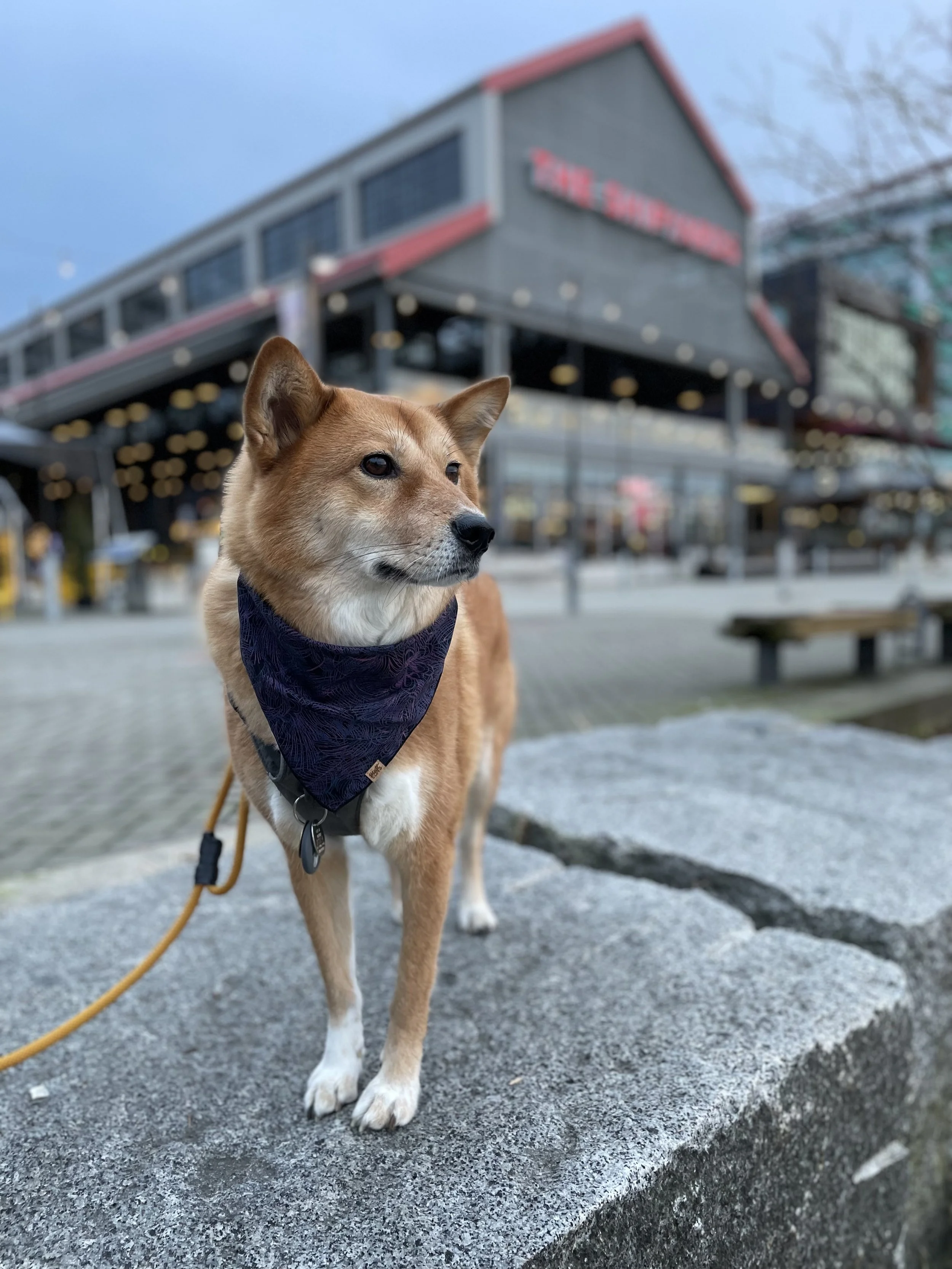 Markus enjoying the view by The Shipyards in Lonsdale