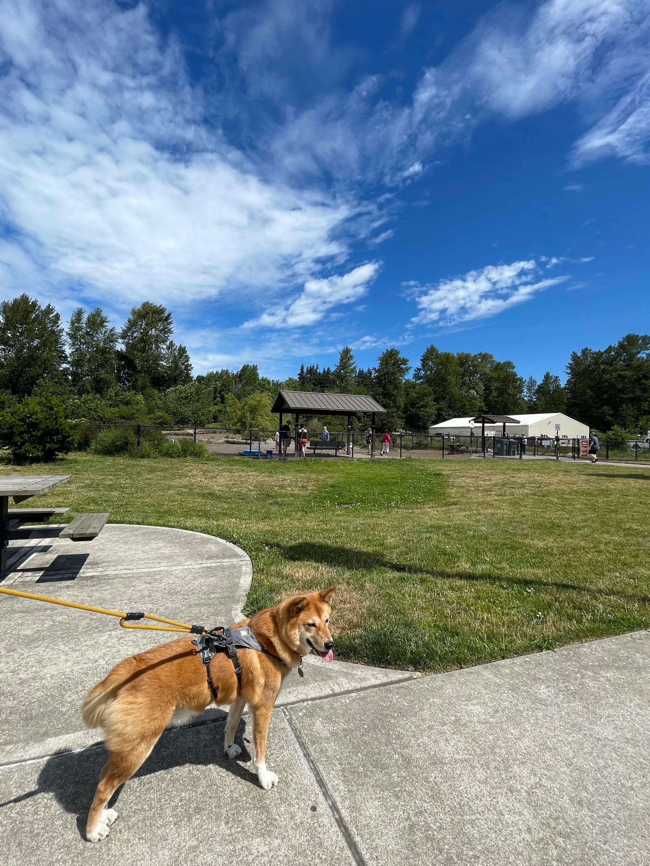 Markus watching the other dogs at the off-leash dog park from a distance at Squalicum Creek Park