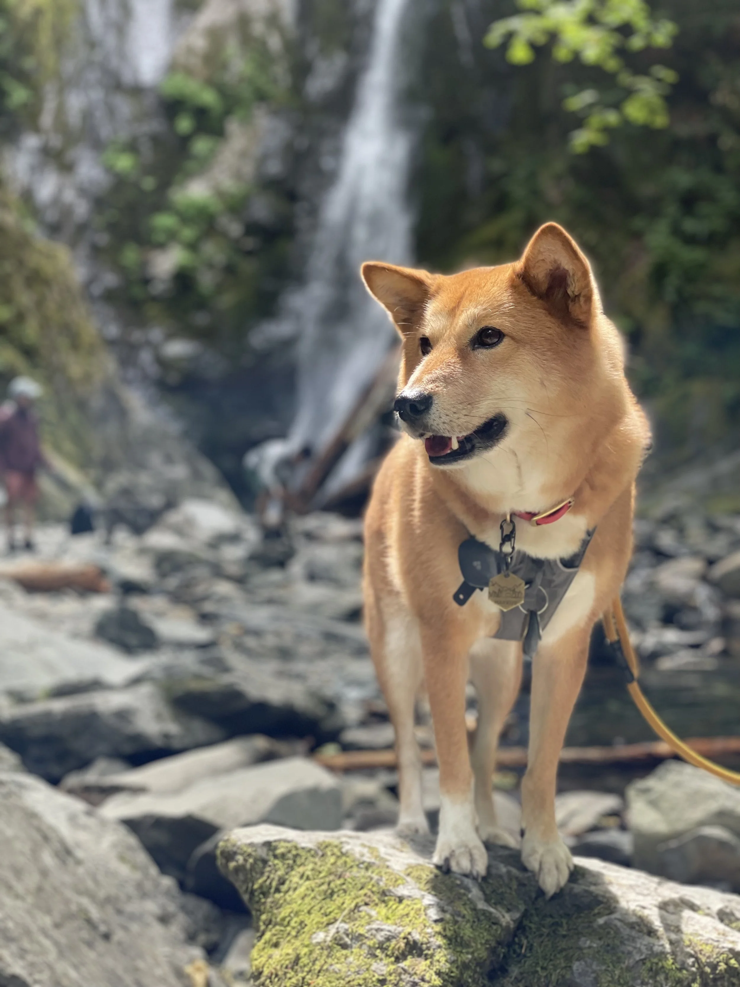 Markus posing in front of the Niagara Falls Goldstream