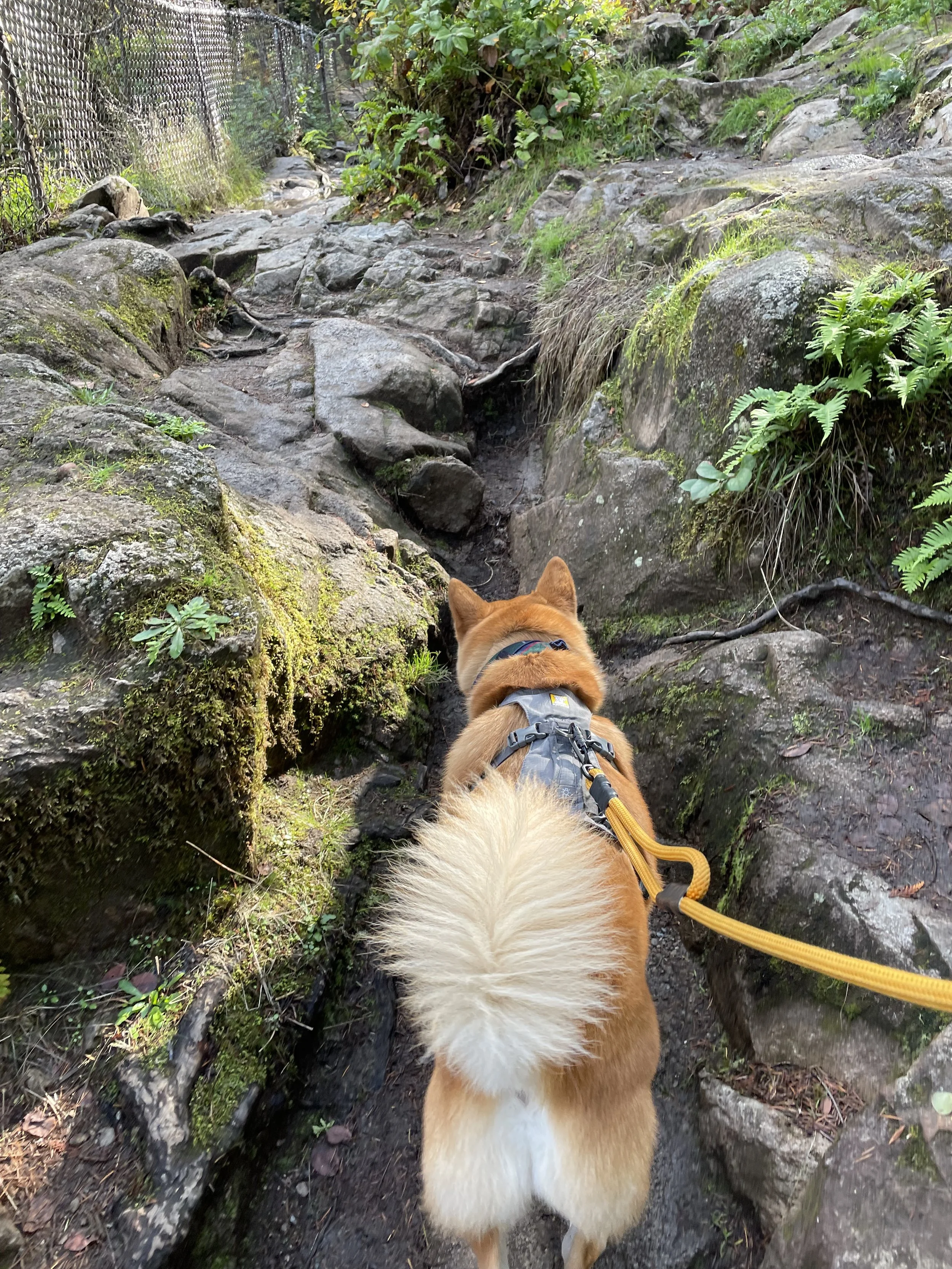 Markus traversing the narrow pathways at Little Qualicum River and Falls
