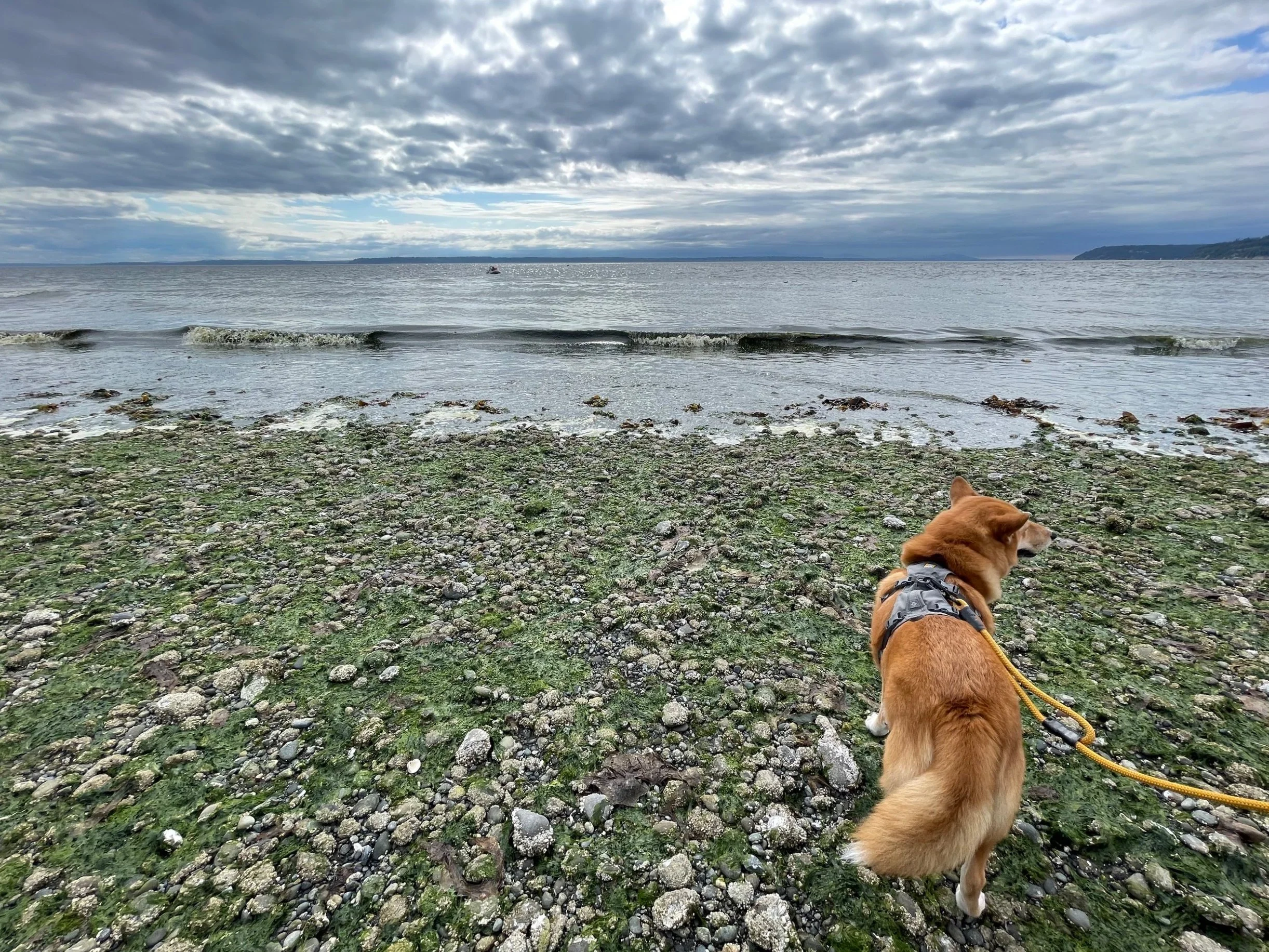 Markus enjoying the sights and the sounds at the beach at Picnic Point Park
