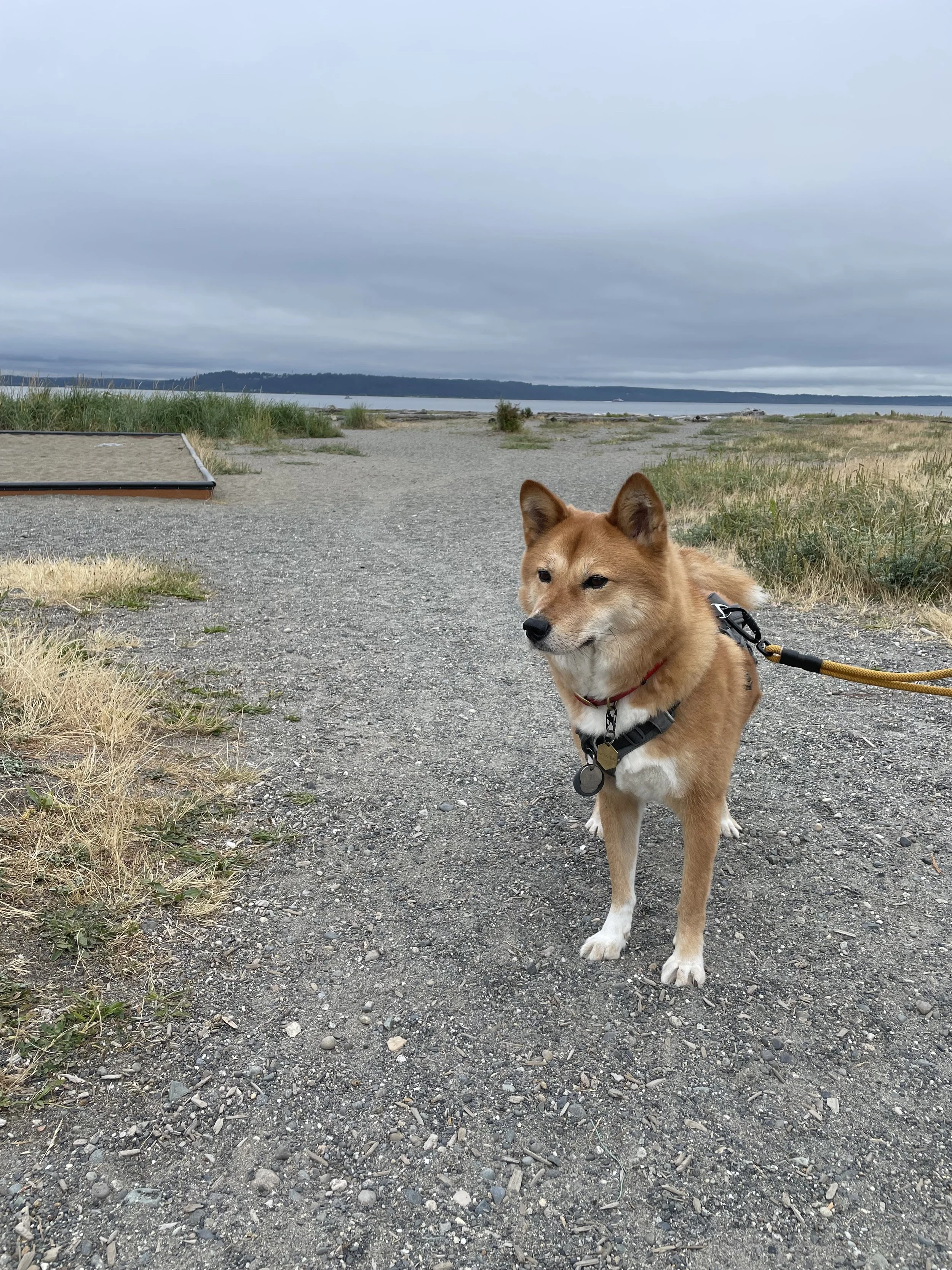 Markus going for a morning stroll at Marina Beach in Edmonds, Washington