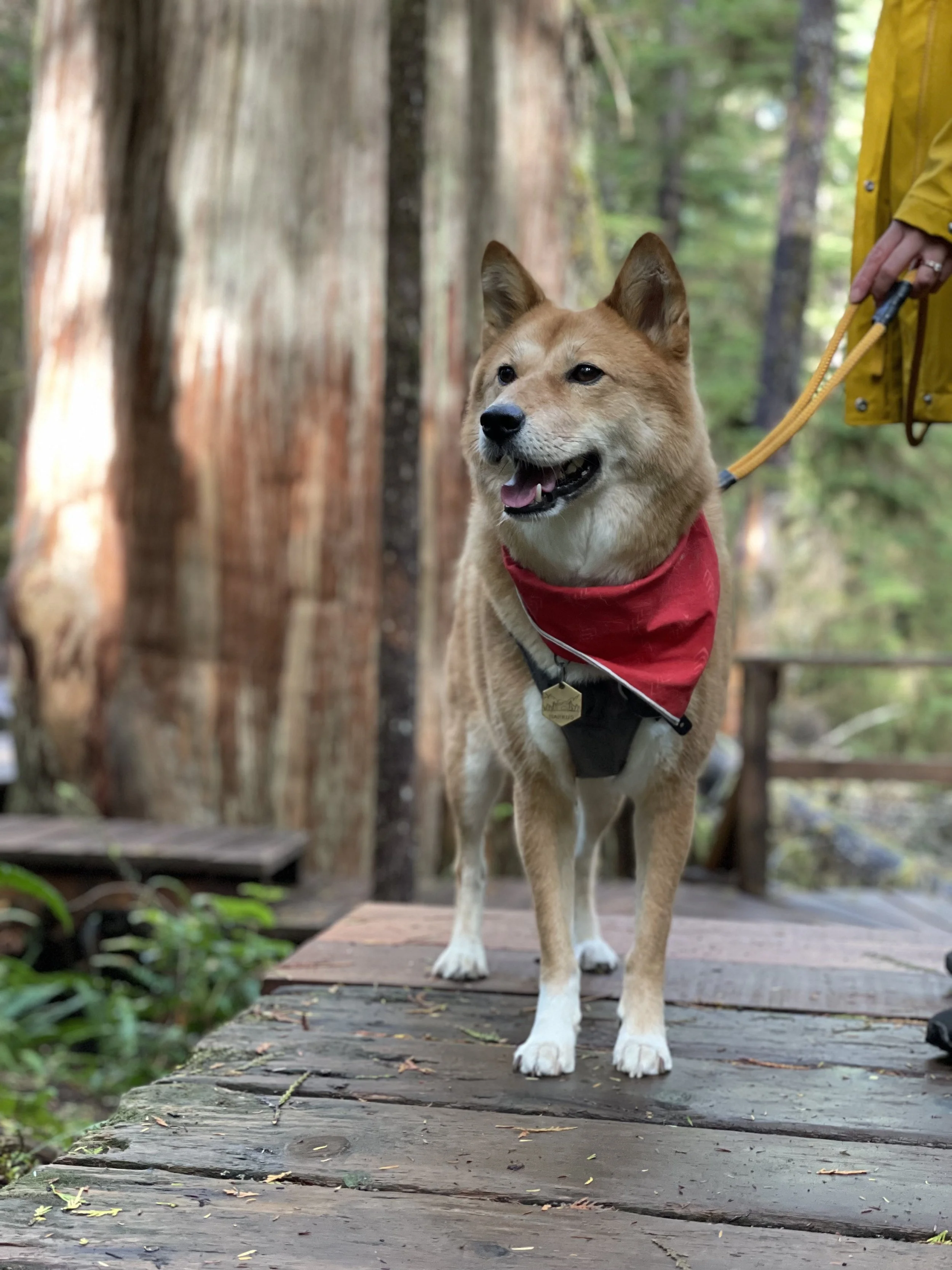 Markus taking in the greenery at Rainforest Figure Eight Trails