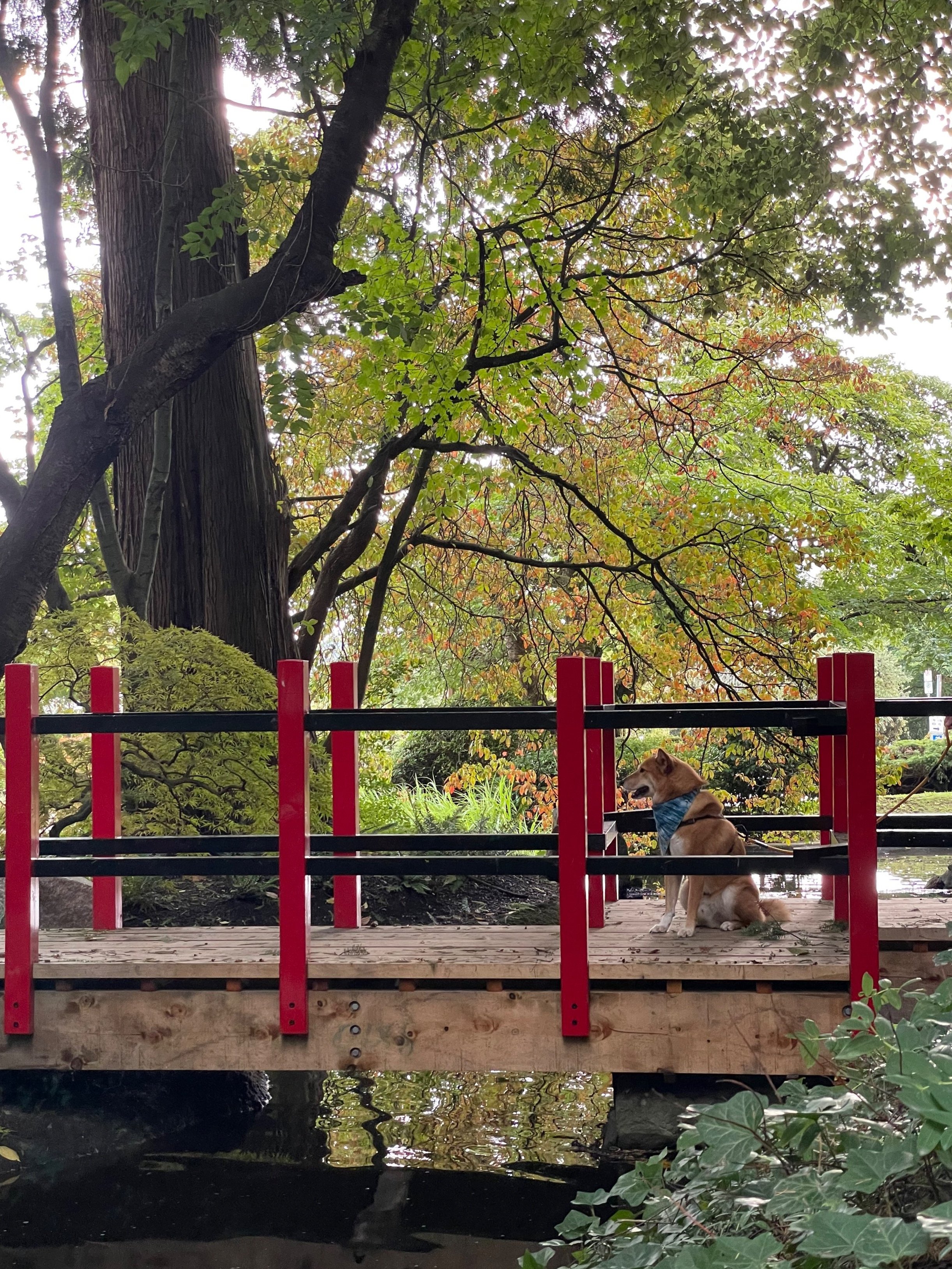 Markus trying to be a part of the scenery at Tipperary Park