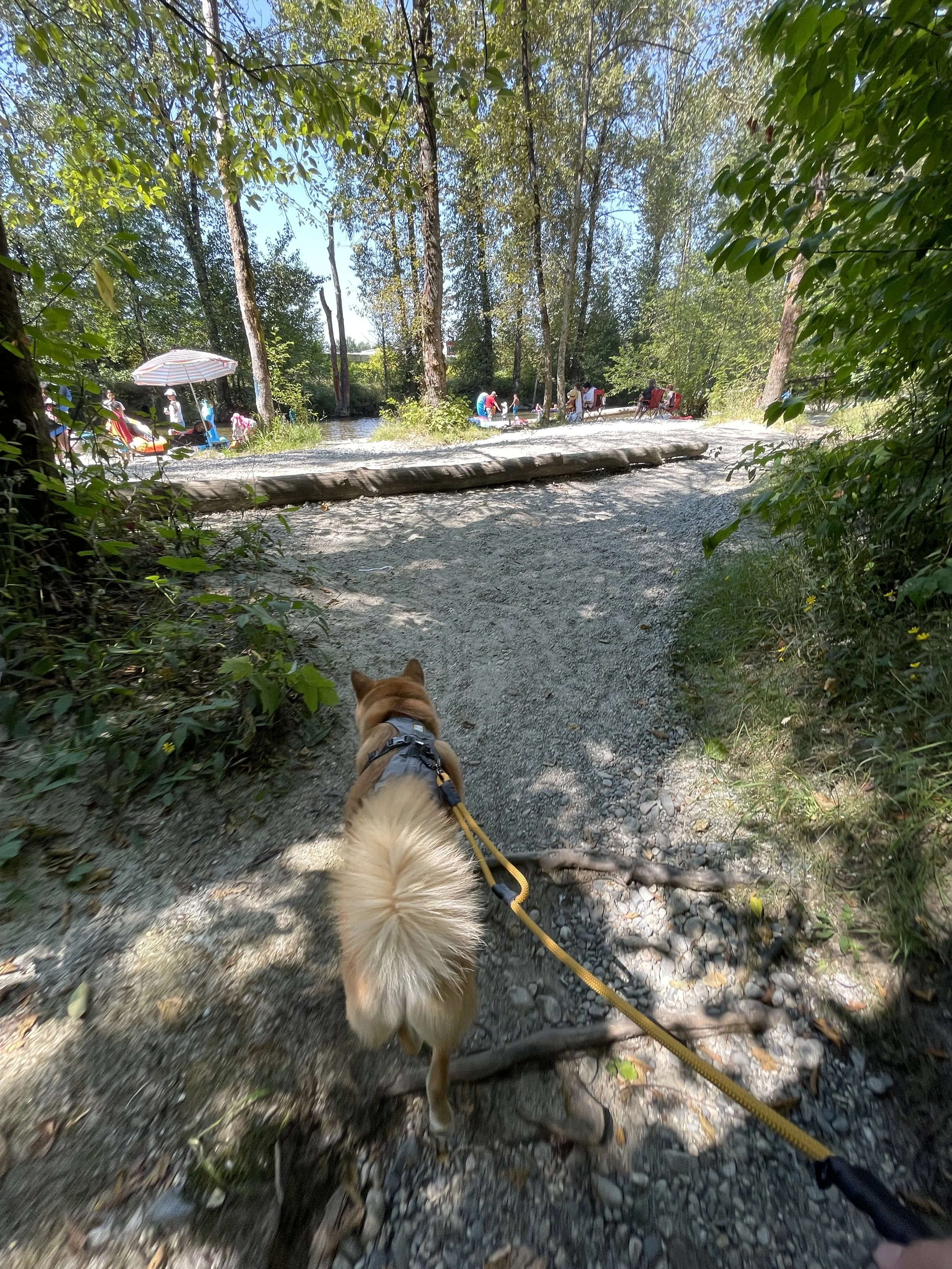 Markus following the sound of voices and playful yelling in the distance to find a calm river