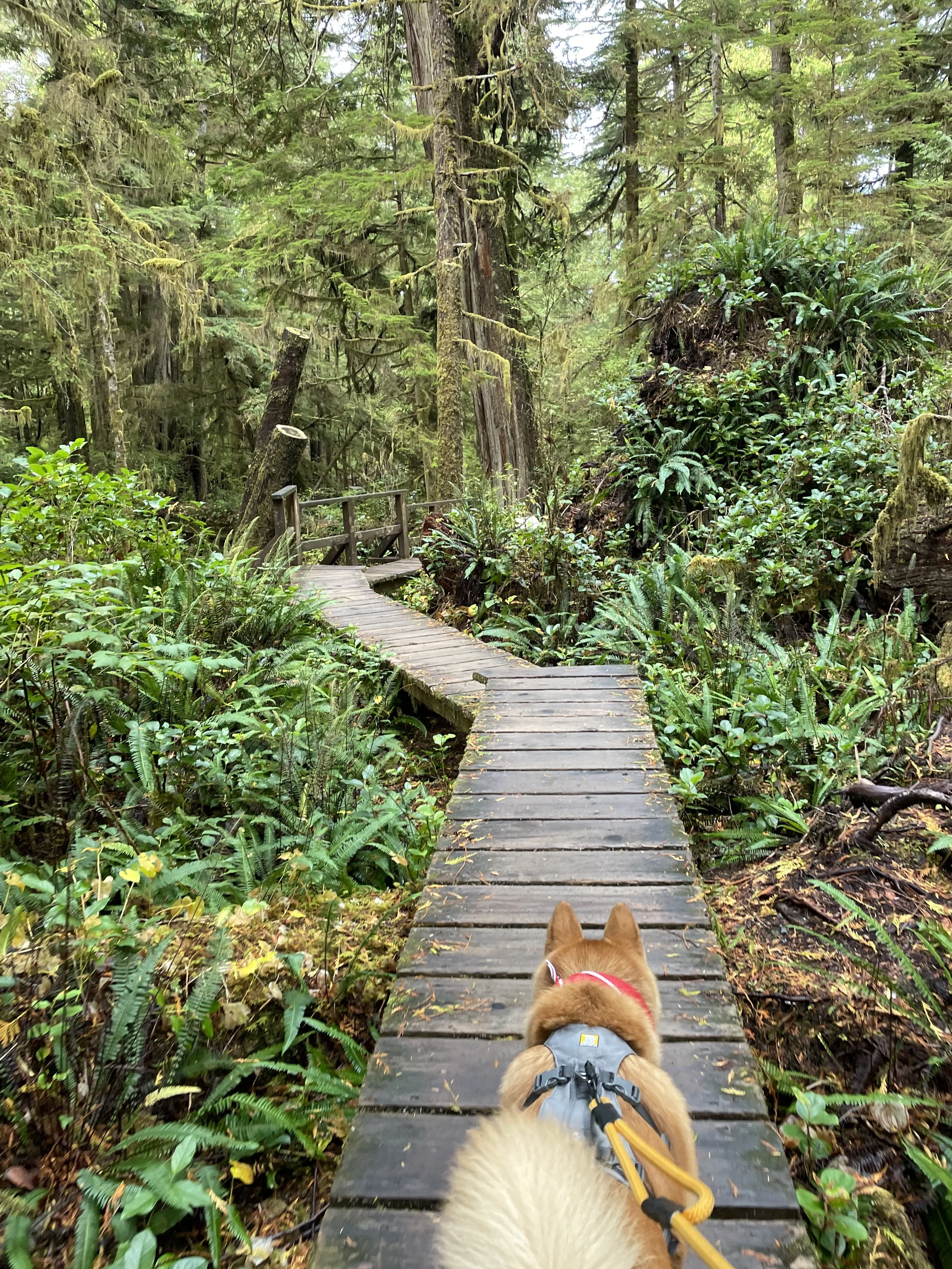 Markus following the walkway at the very green Rainforest Figure Eight Trail