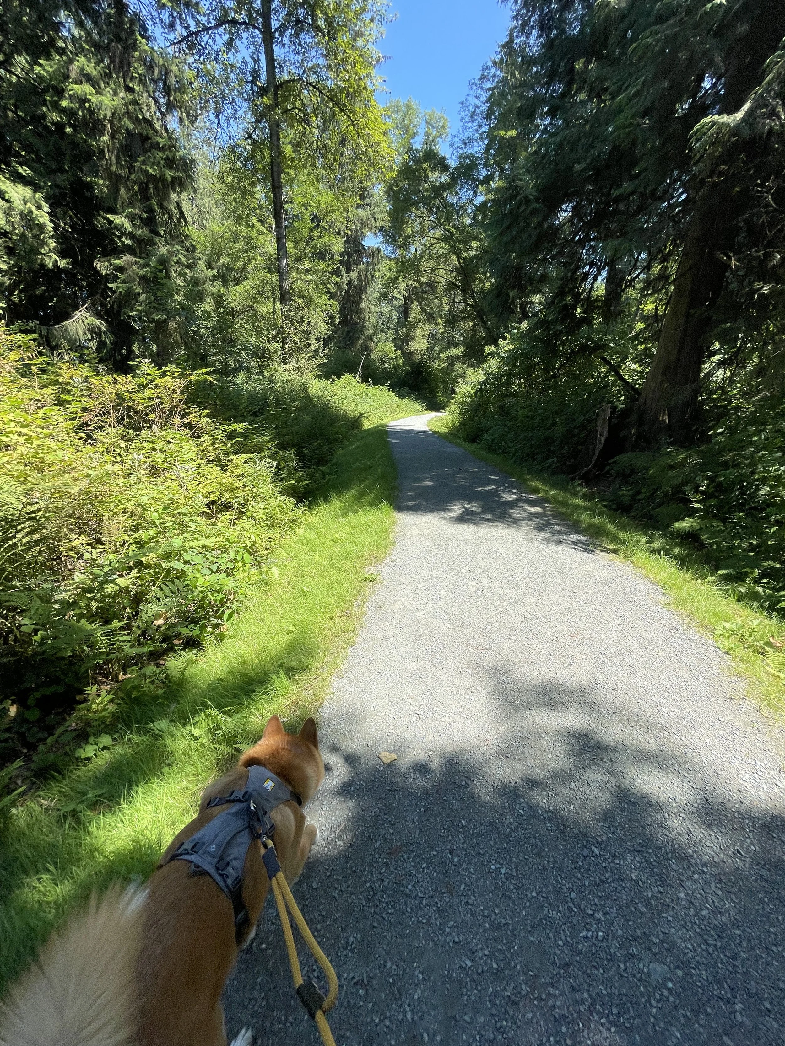 Markus walking along the quiet luscious green path at the back of Derby Reach