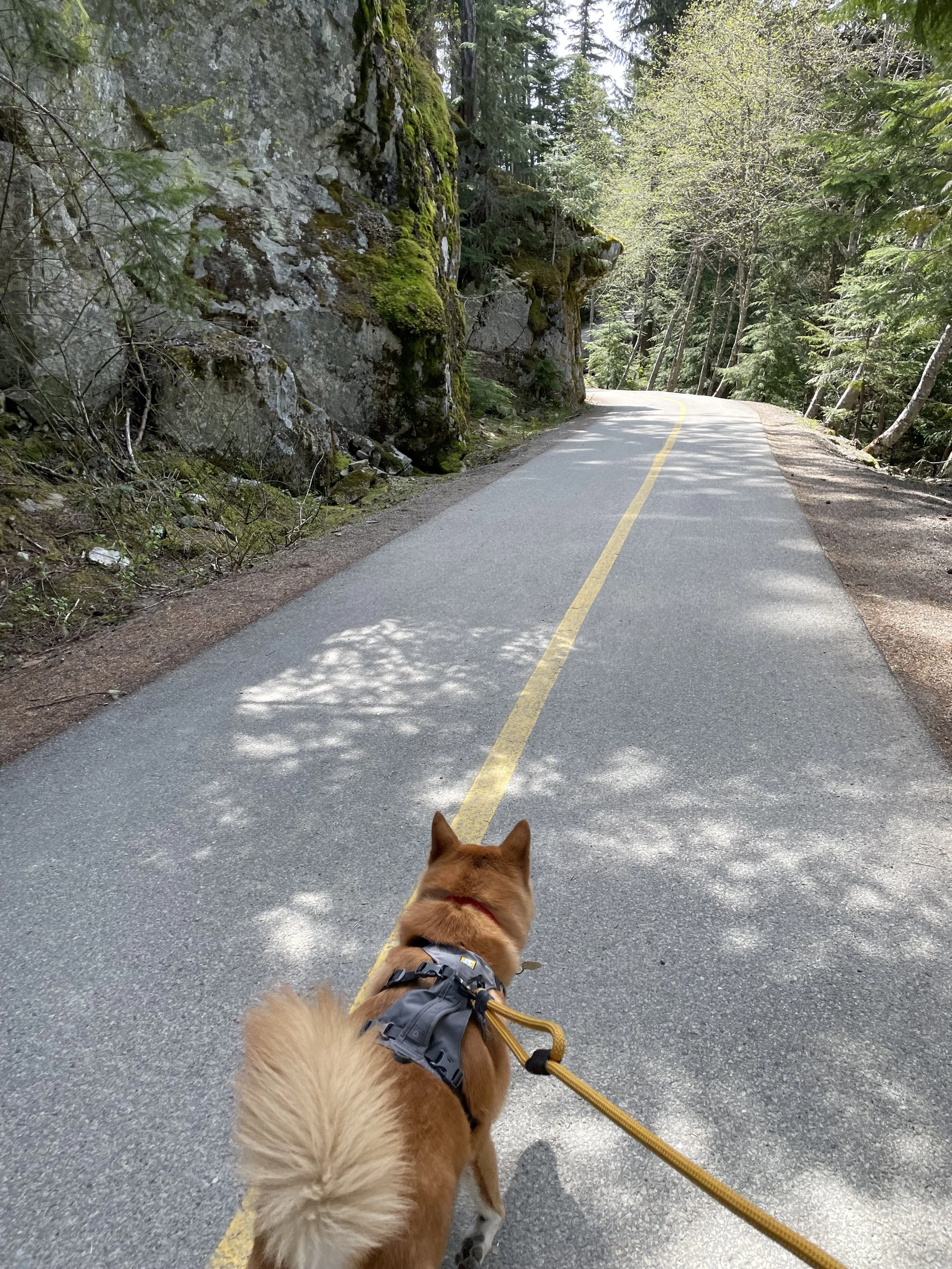 Markus walking along the shared path by Alpha Lake, Nita Lake and Alta Lake