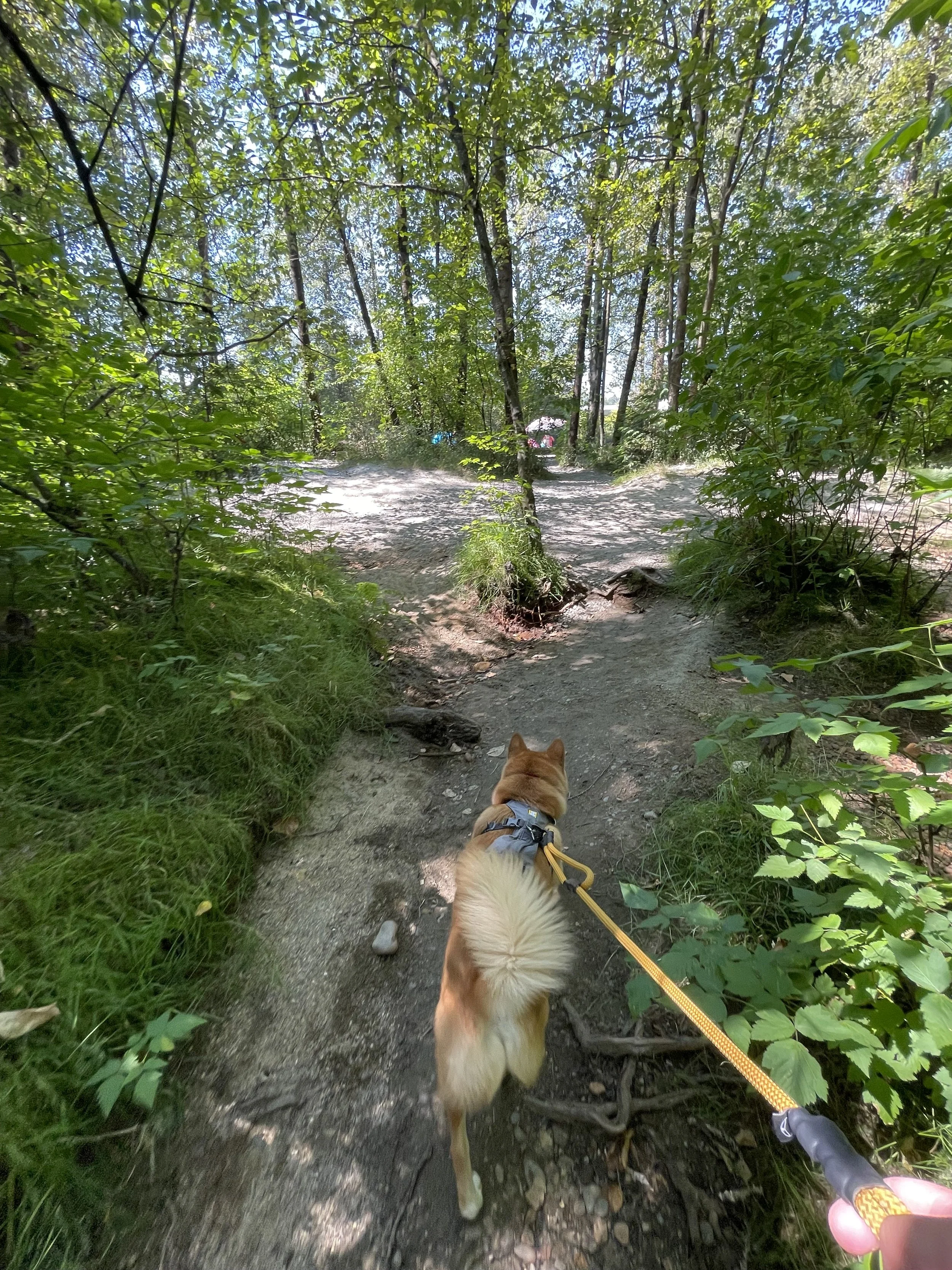 Markus uncovering a hidden path at Lions Park