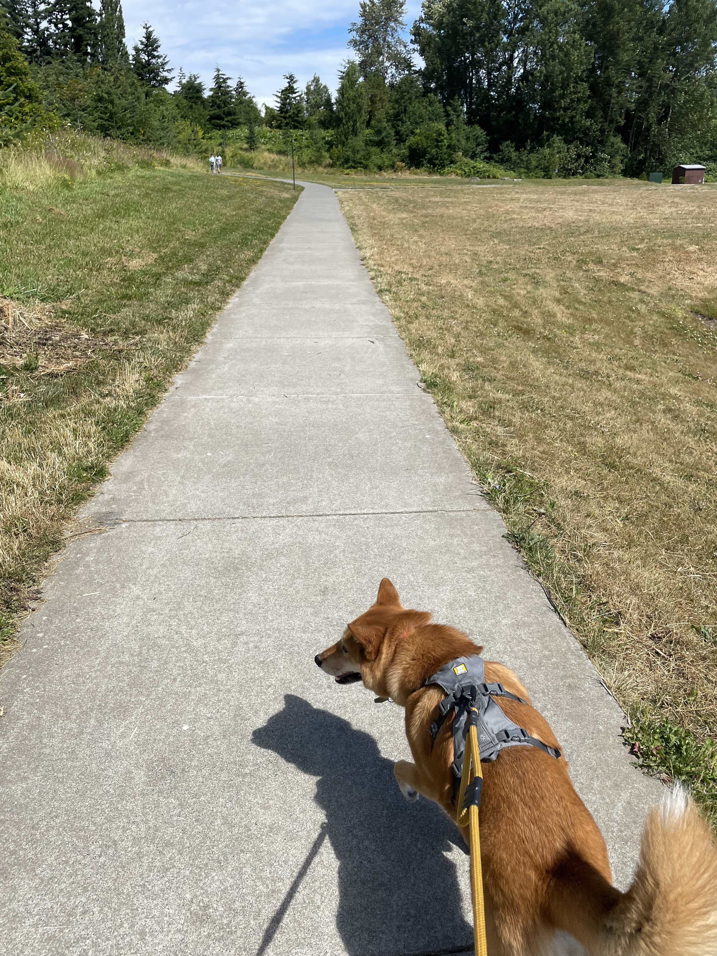 Markus following the trail that encompasses Squalicum Creek Park