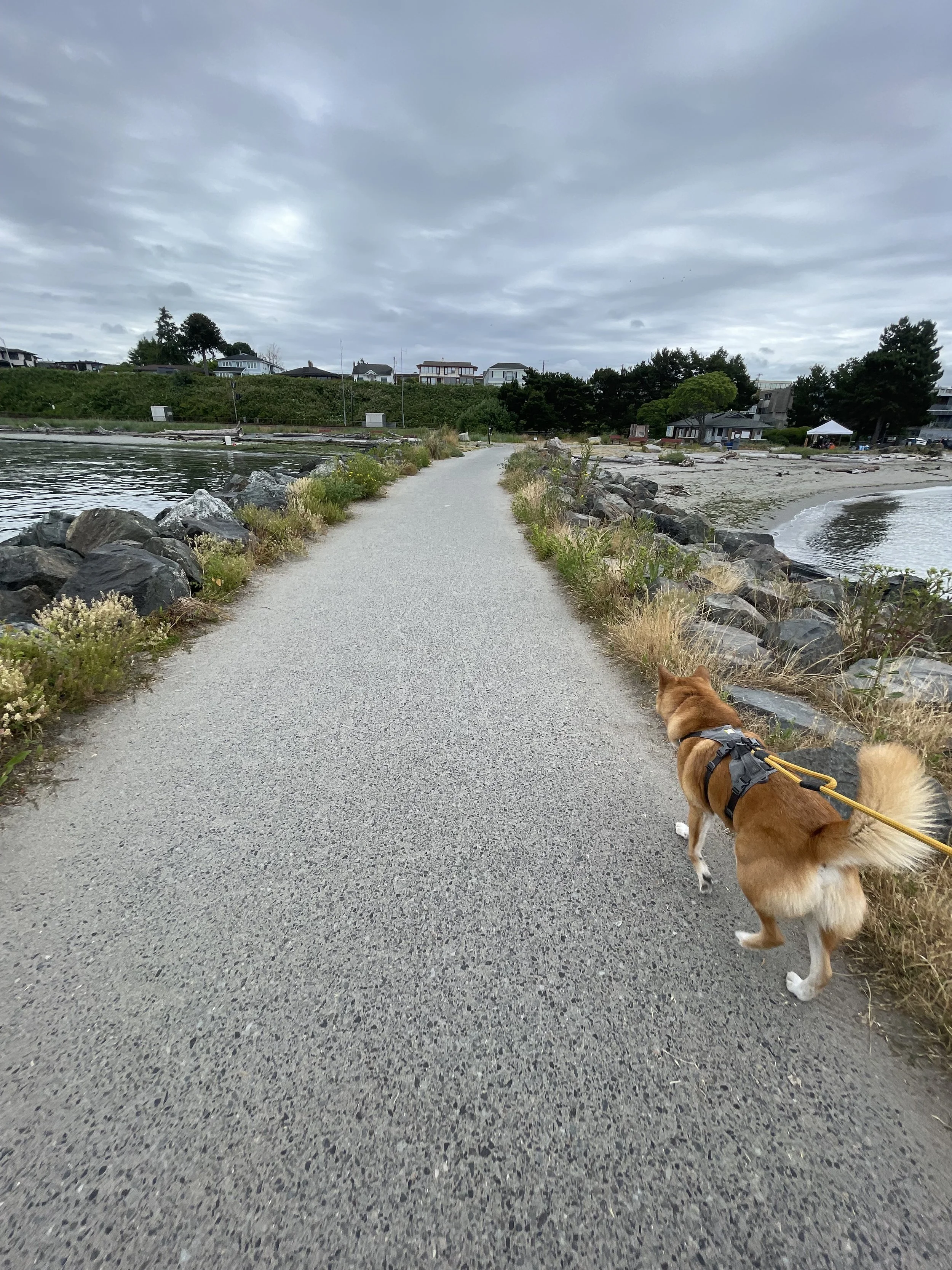 Markus walking along the quieter trail at Brackett’s Landing North in Edmonds, Washington