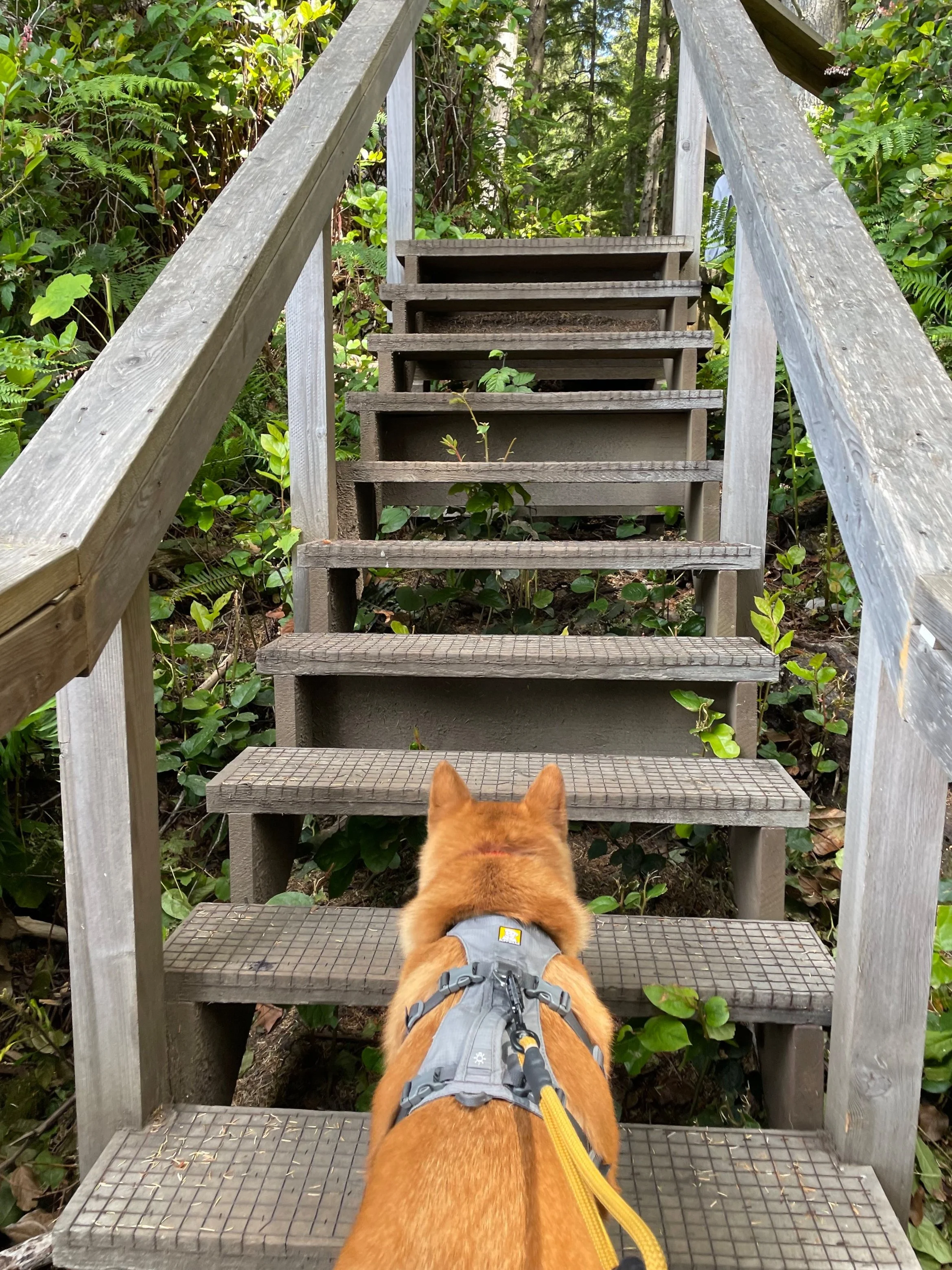 Markus climbing the stairs on the trail towards Sandcut Beach