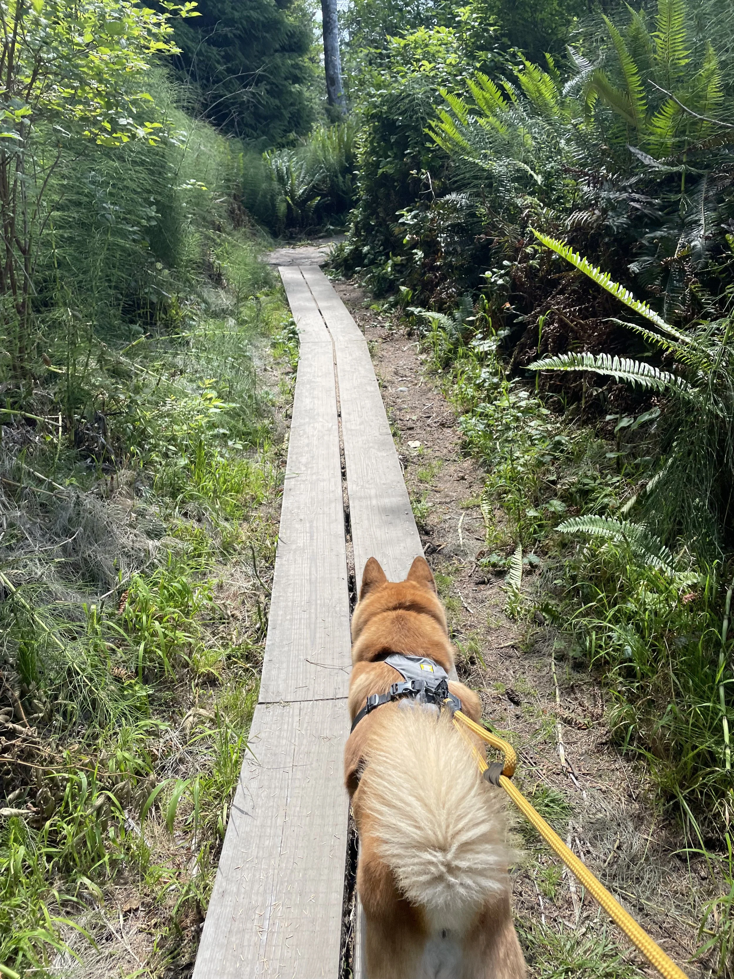Markus doing his best balancing act on the trail towards Sandcut Beach
