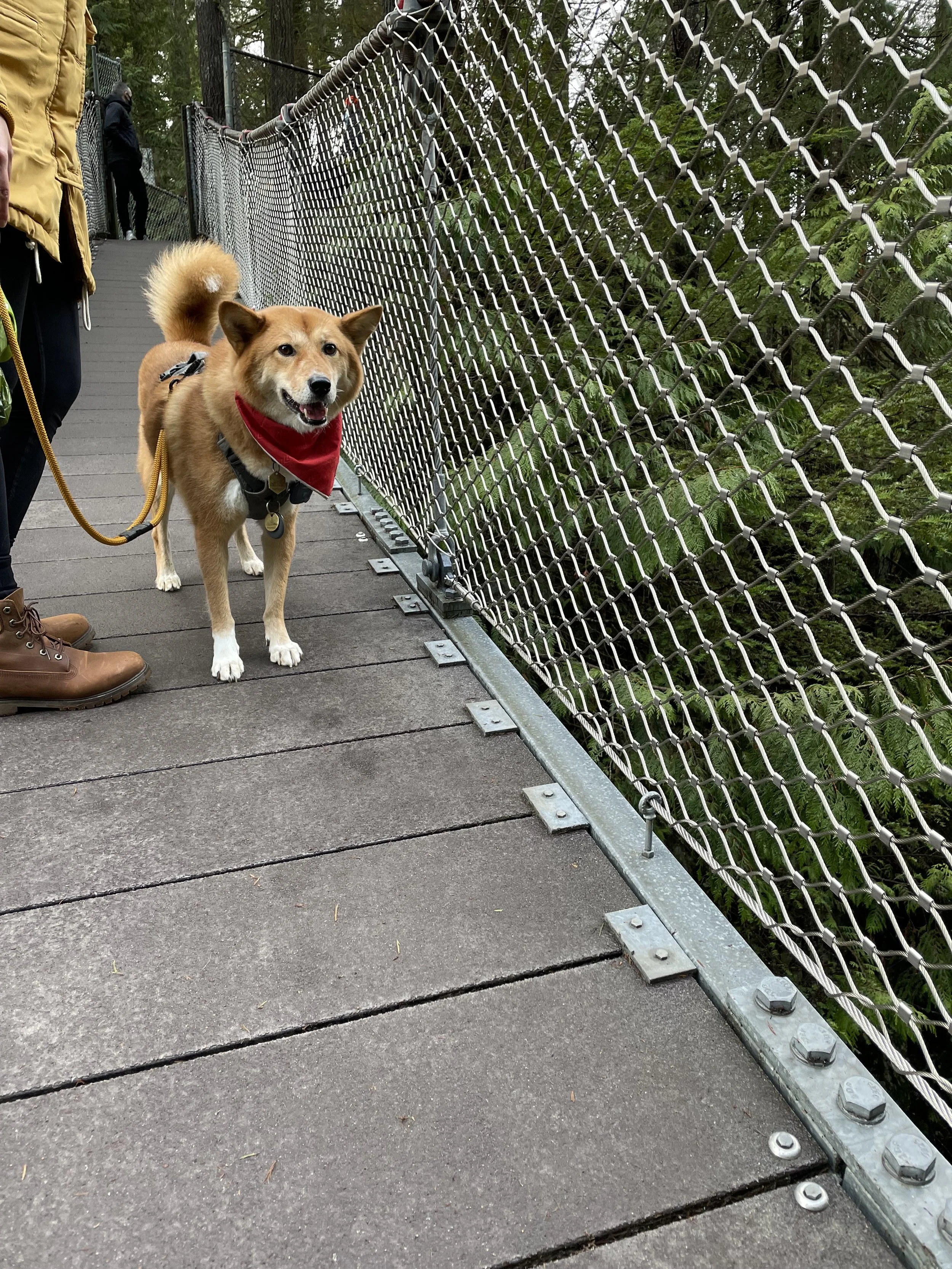 Markus stopping for a photo on the suspension bridge at Lynn Canyon