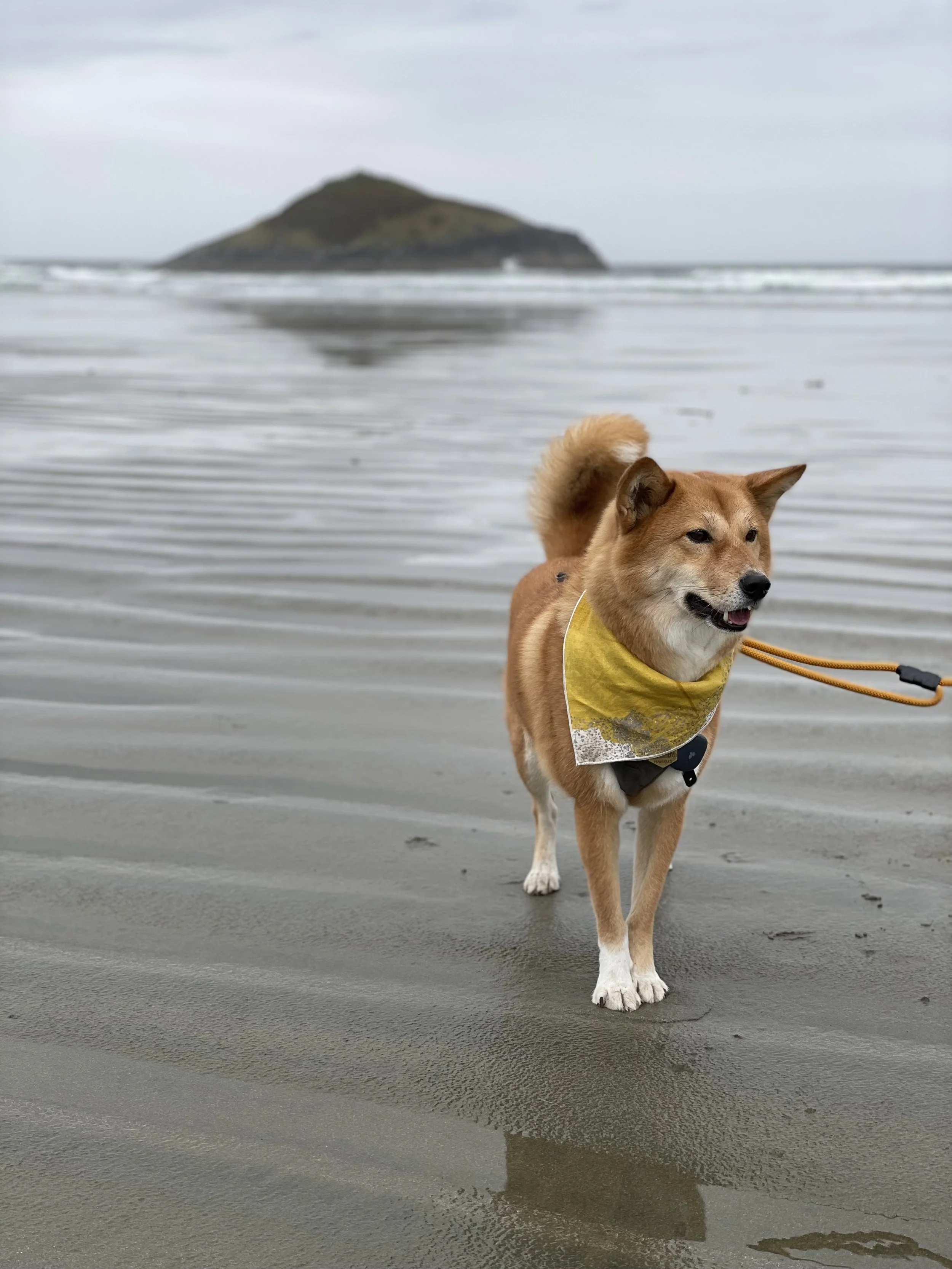 Markus trotting along the beach at Long Beach