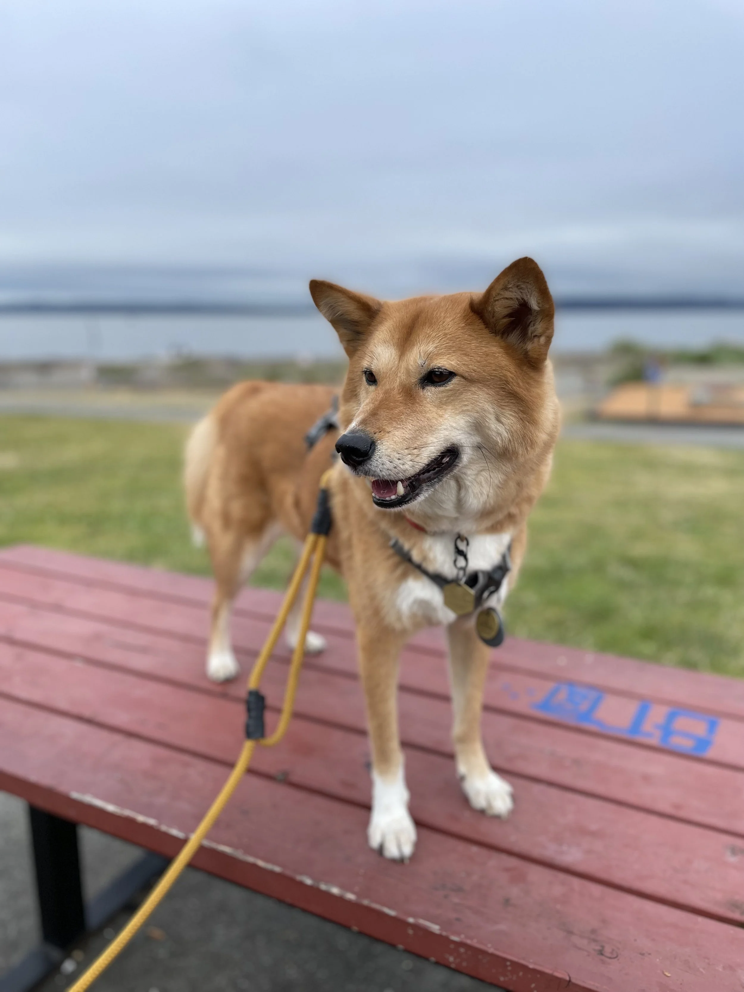 Markus enjoying the breeze by Marina Beach at Edmonds, Washington