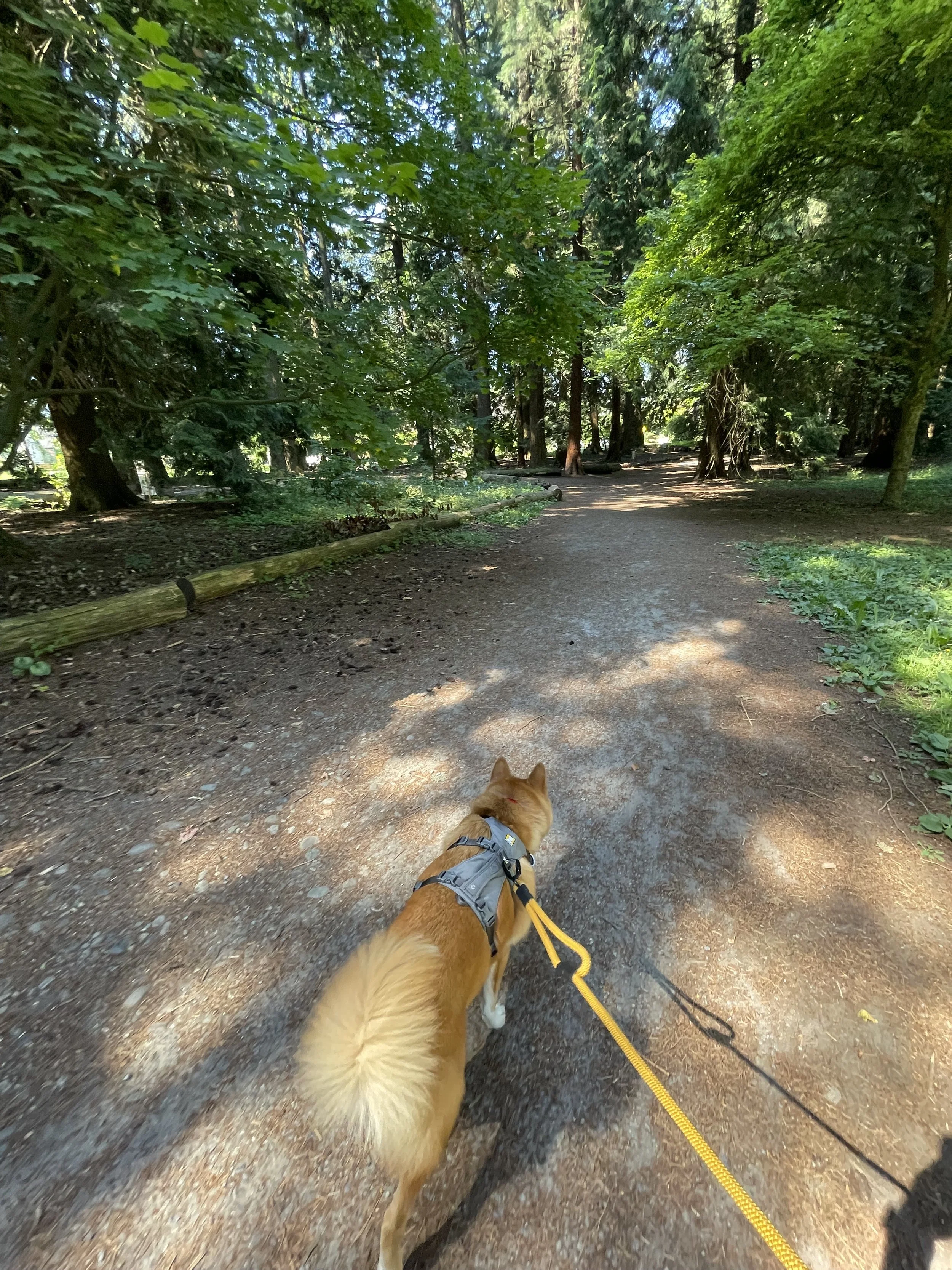 Markus walking along the trail at Queen’s Park in New Westminster