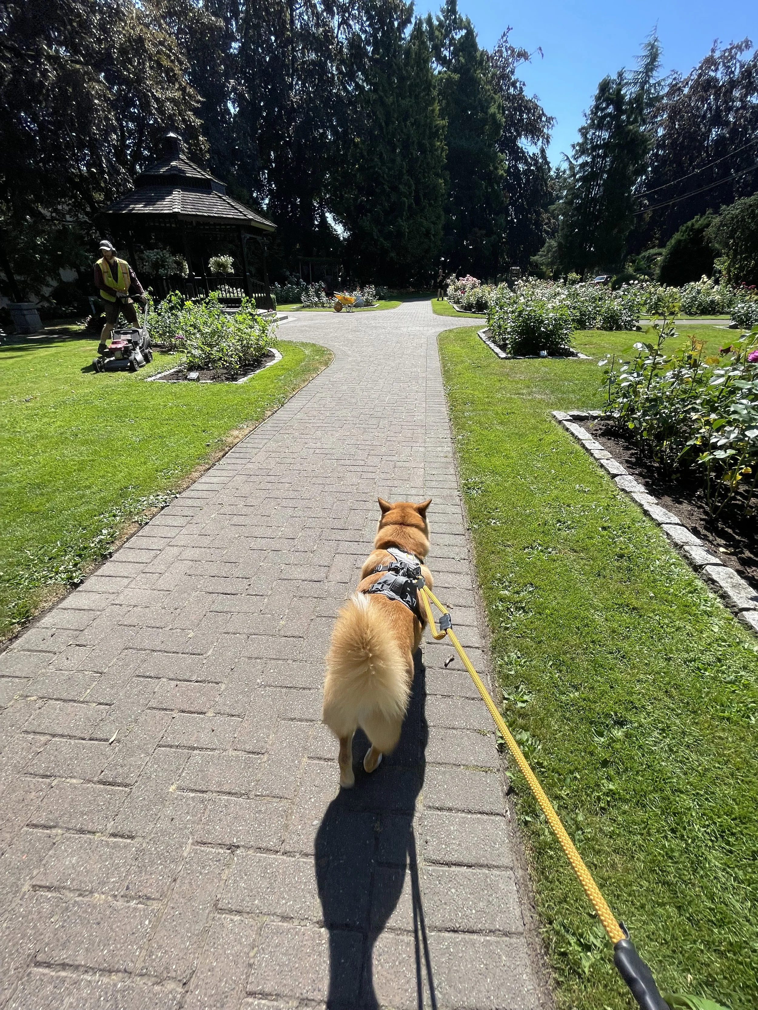 Markus enjoying the calmness cutting through the gardens at Queen’s Park in New Westminster