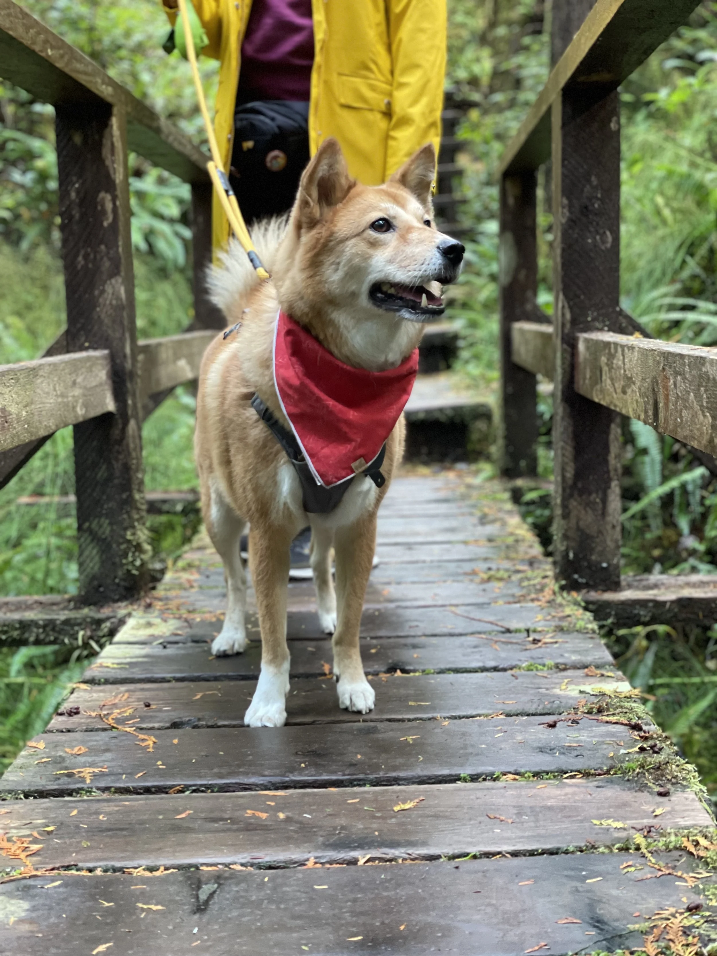 Markus enjoying the serene at the Rainforest Figure Eight Trail