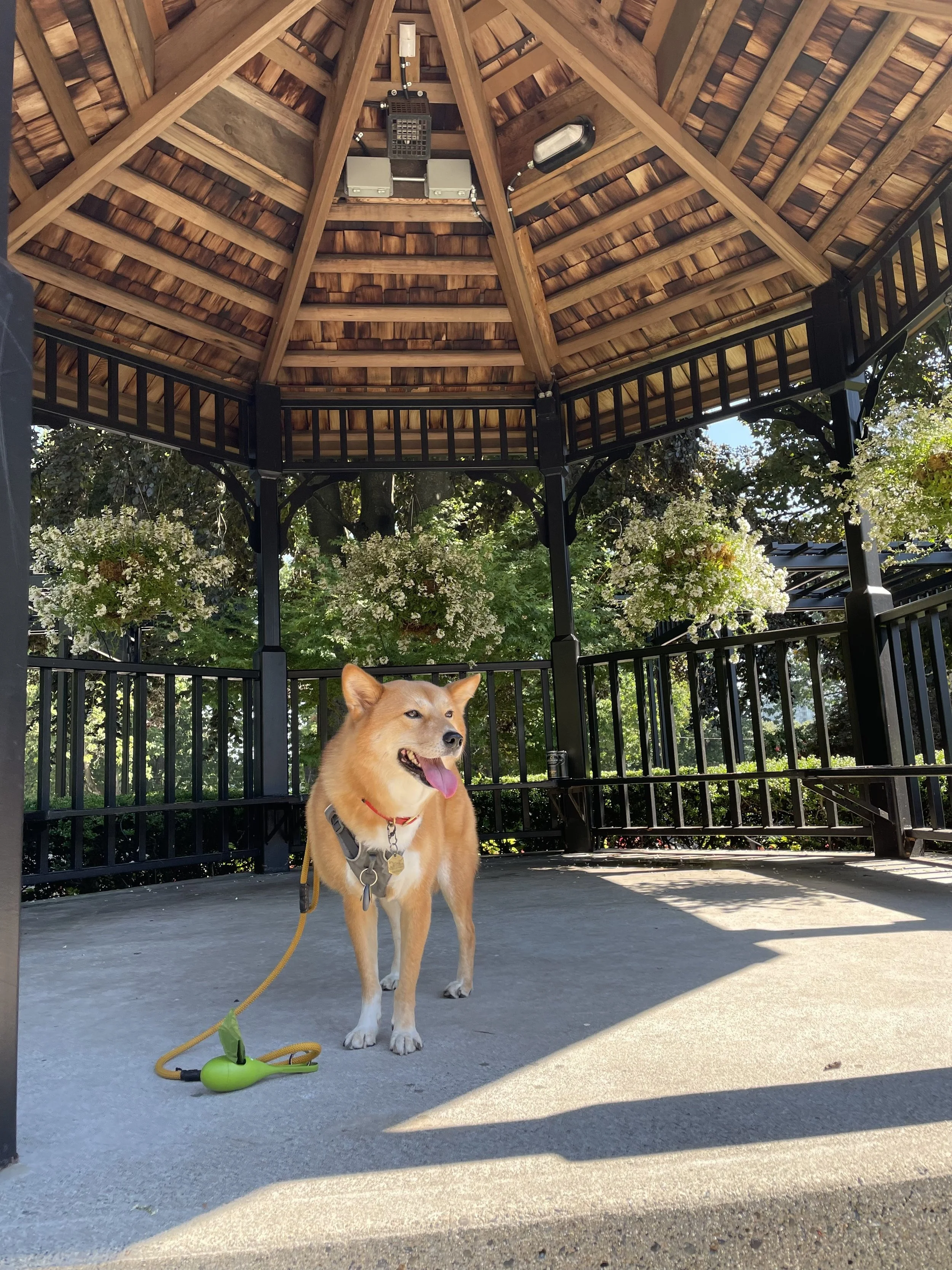 Markus enjoying the shade under a gazebo at the gardens at Queen’s Park in New Westminster