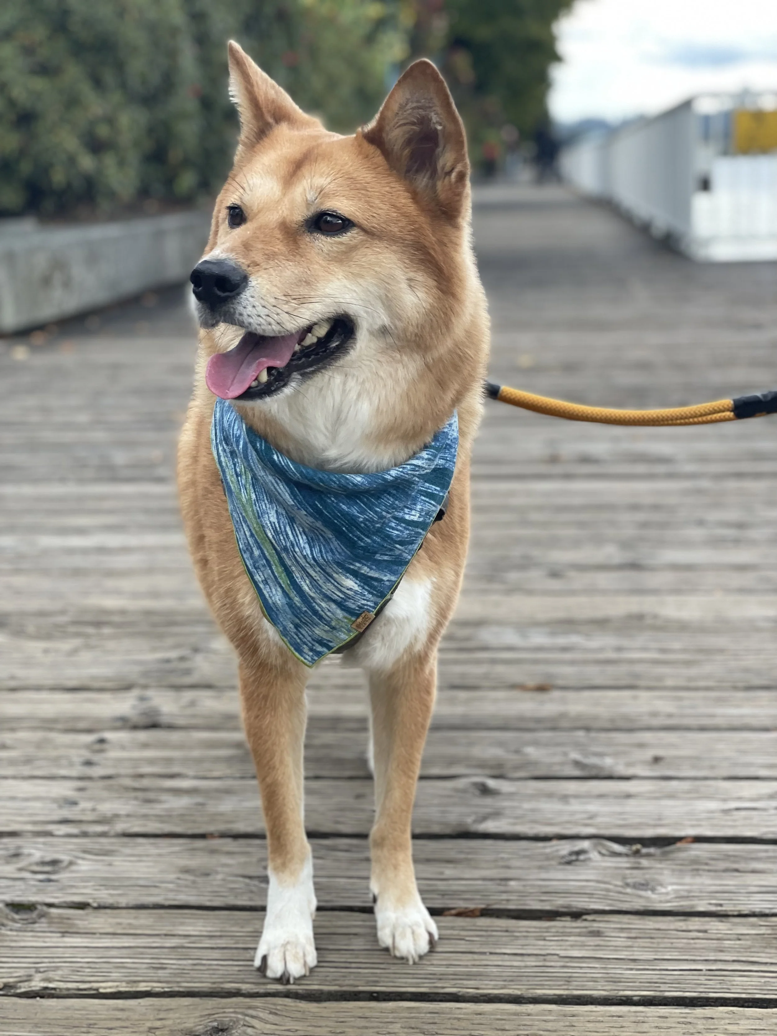 Markus enjoying the breeze along the New Westminster Walkway