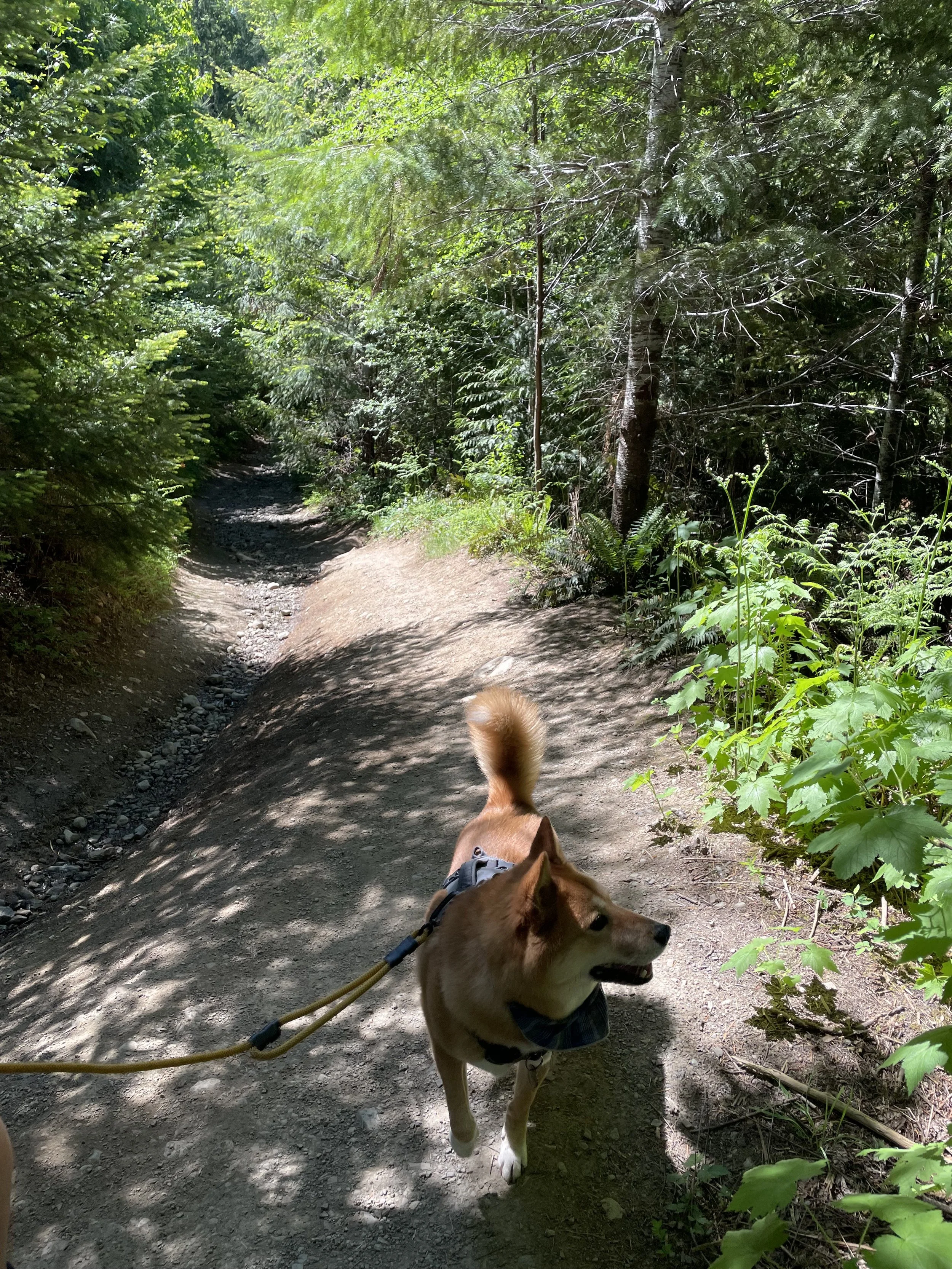 Markus following the trail and enjoying the lush greenery