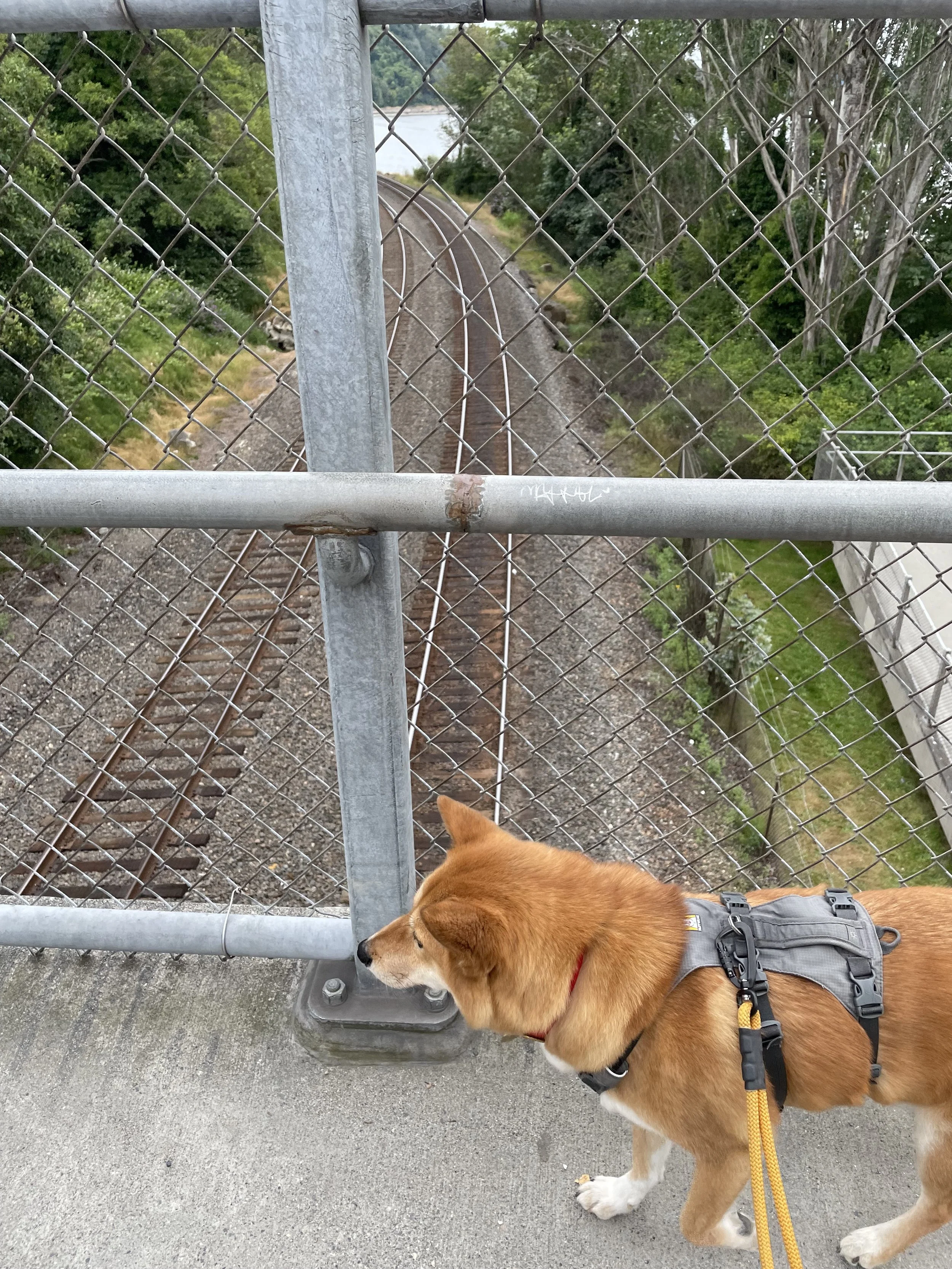 Markus walking above the train tracks by Picnic Point Park