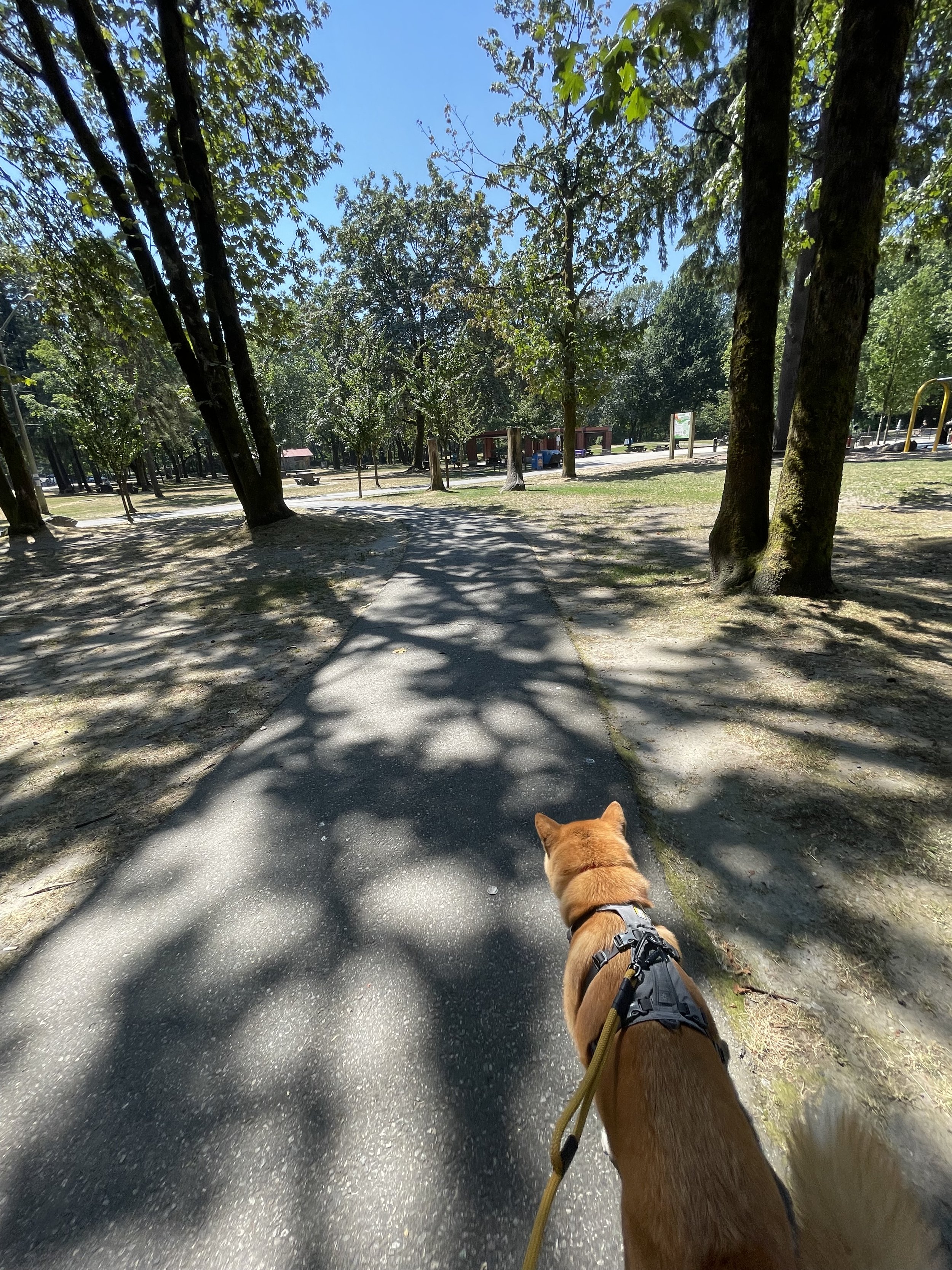 Markus cutting through Lions Park from the parking lot