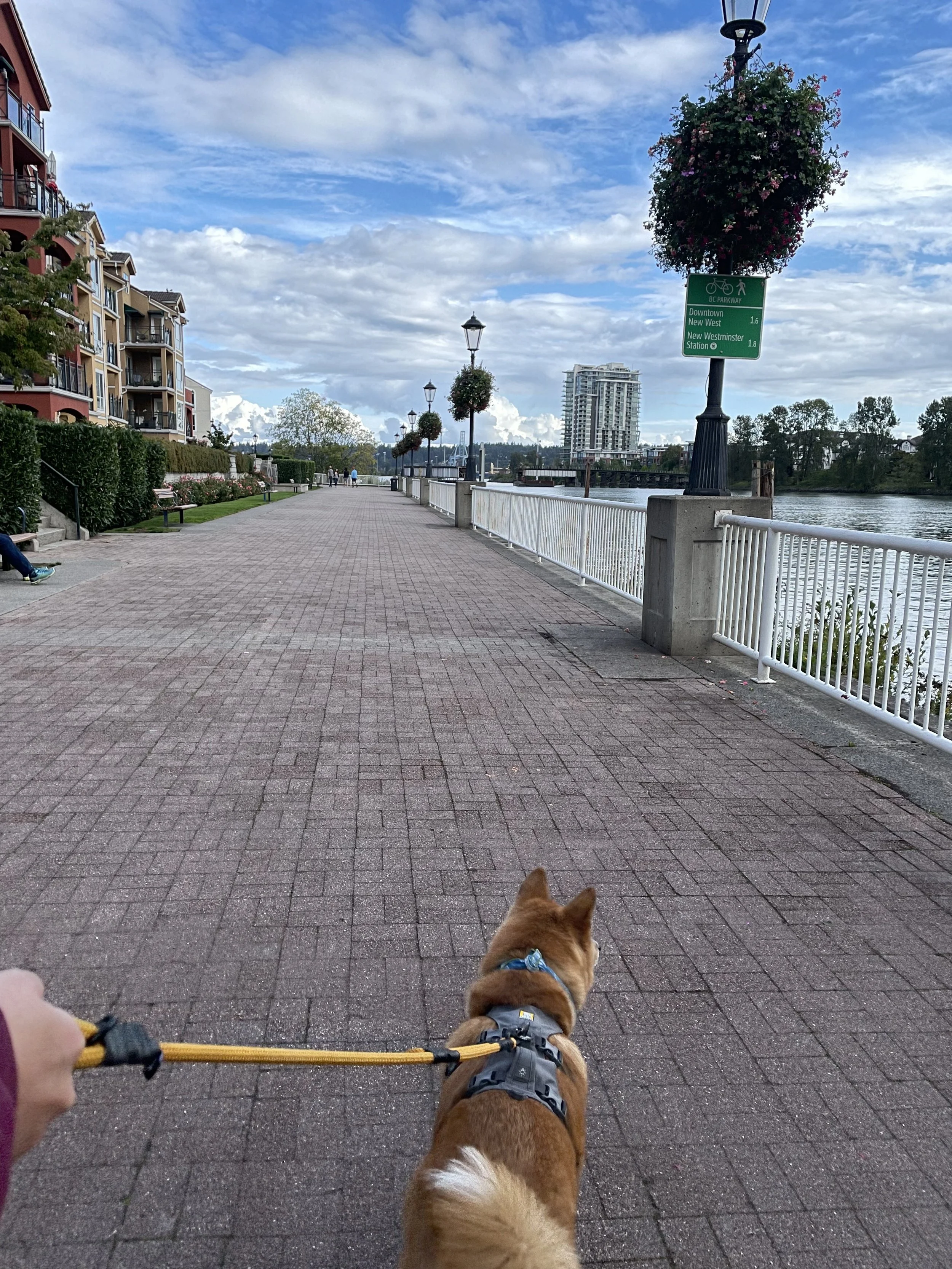 Markus following the New Westminster Walkway
