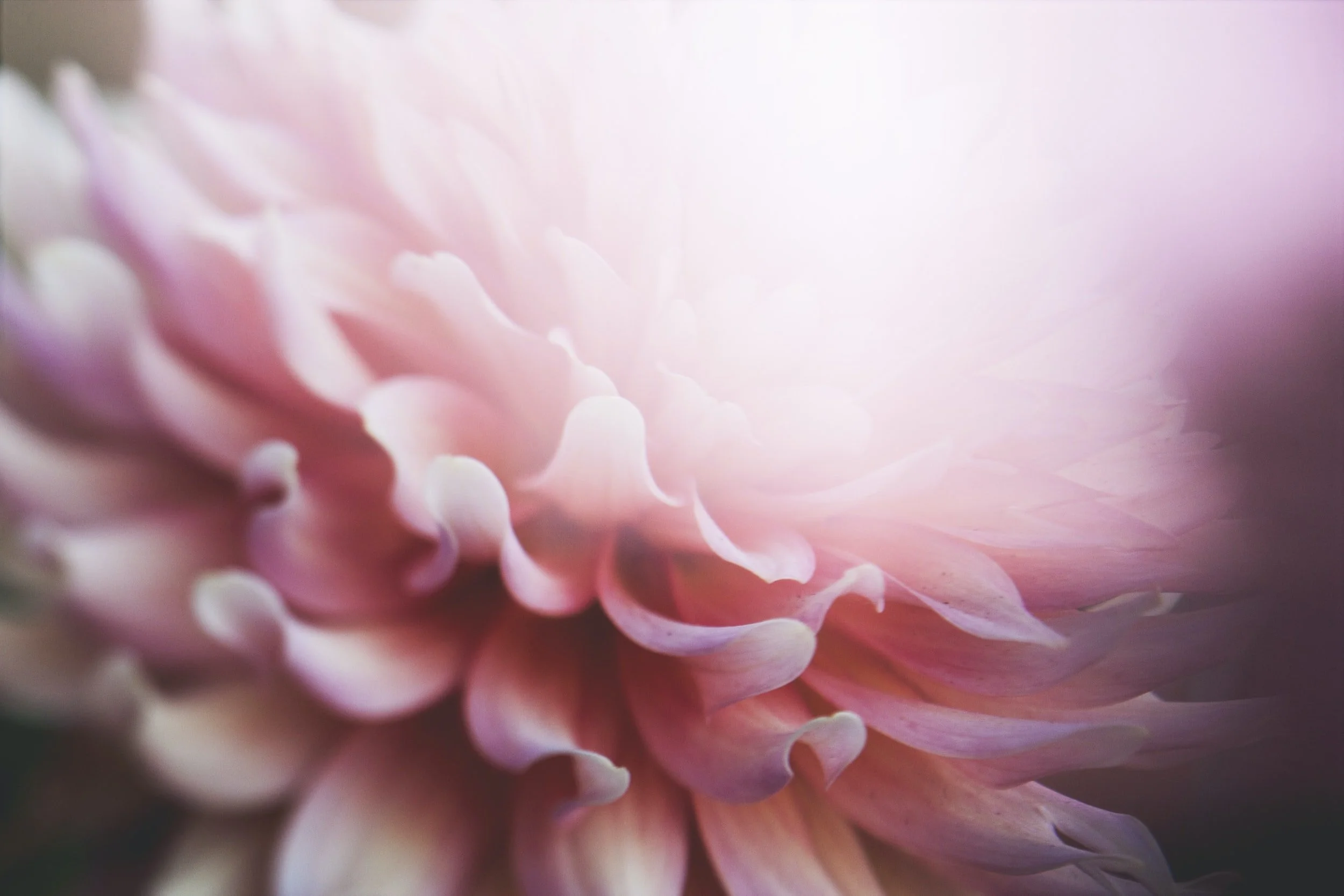 Close-up of a pink dahlia flower with soft blurred petals and a bright light in the background.