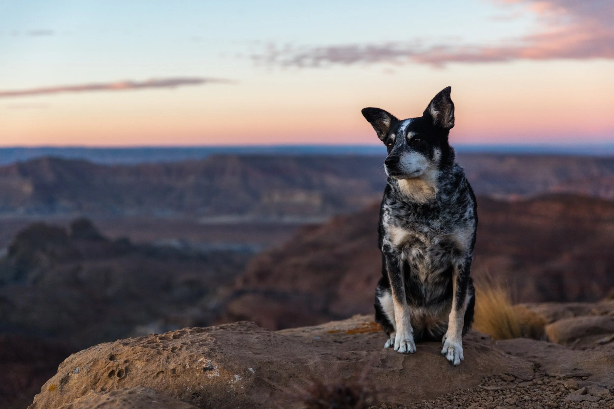 Desert Hills Animal Clinic
