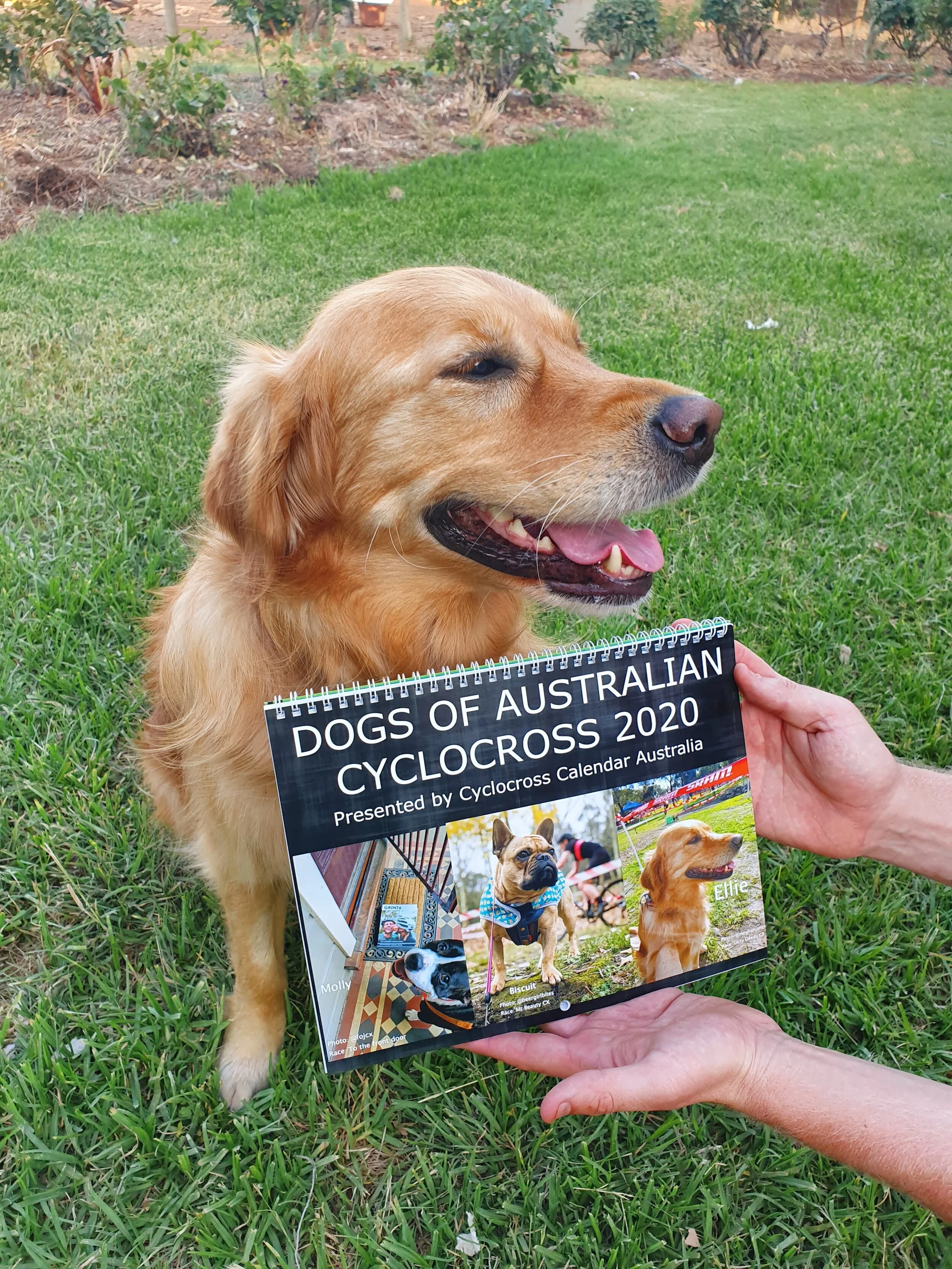 Dogs of CX - Ellie the golden retriever