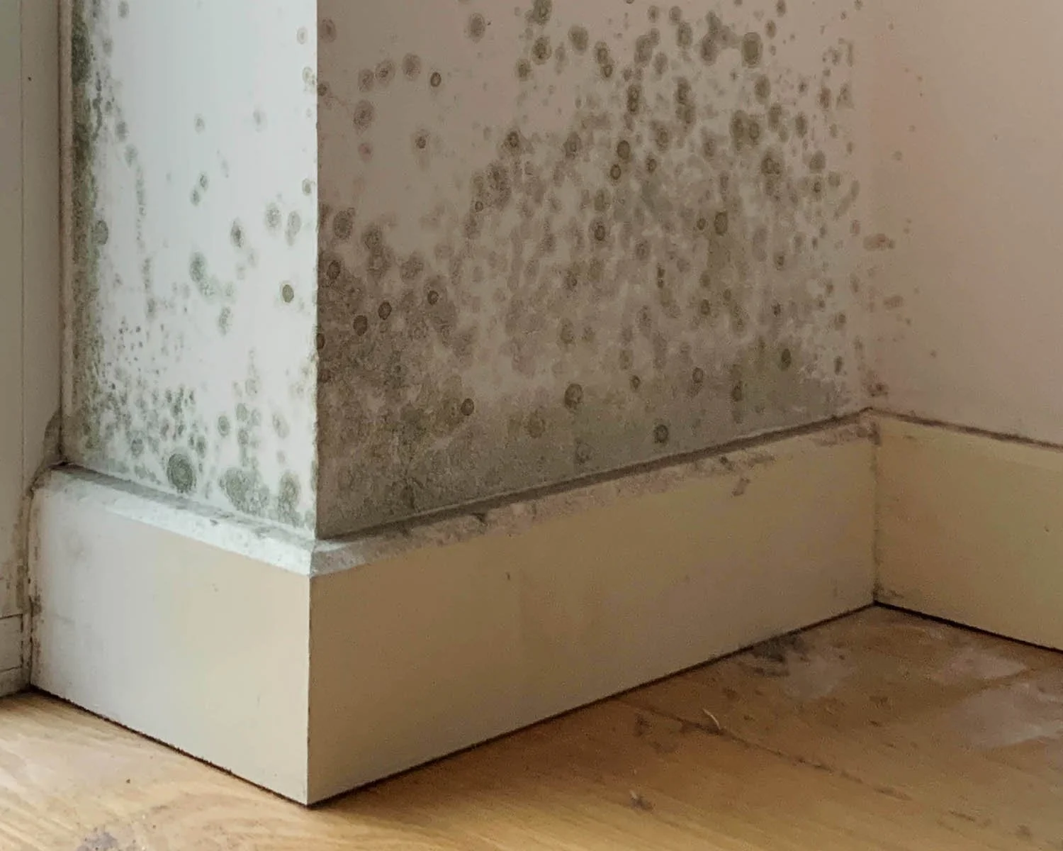 Black mould spreading along a white skirting board and wall in a poorly ventilated home