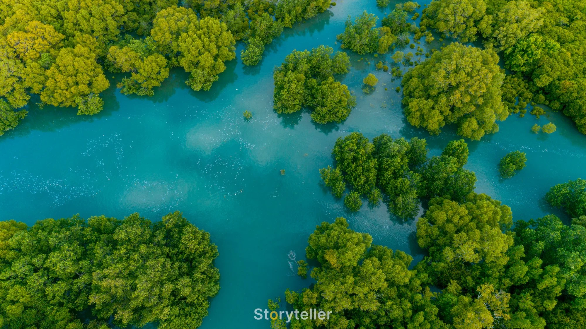 mangroves-DJI_0150.jpg