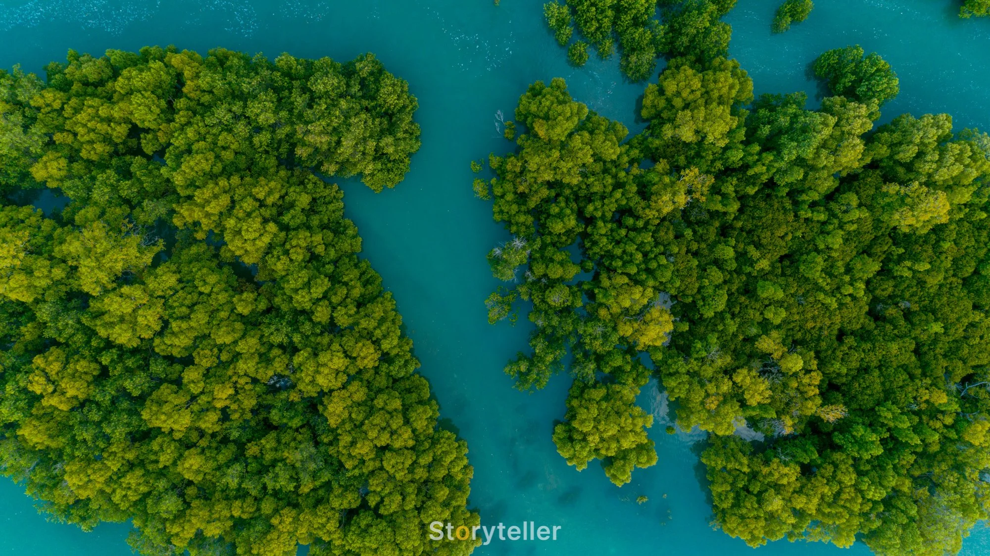 mangroves-DJI_0145.jpg