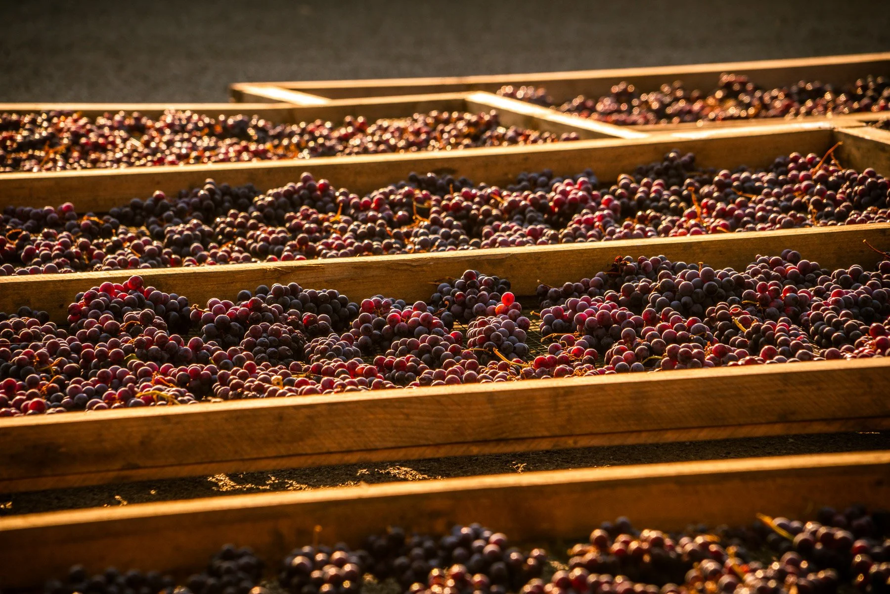 Winemakers Dinner - en rundreise i Piemonte