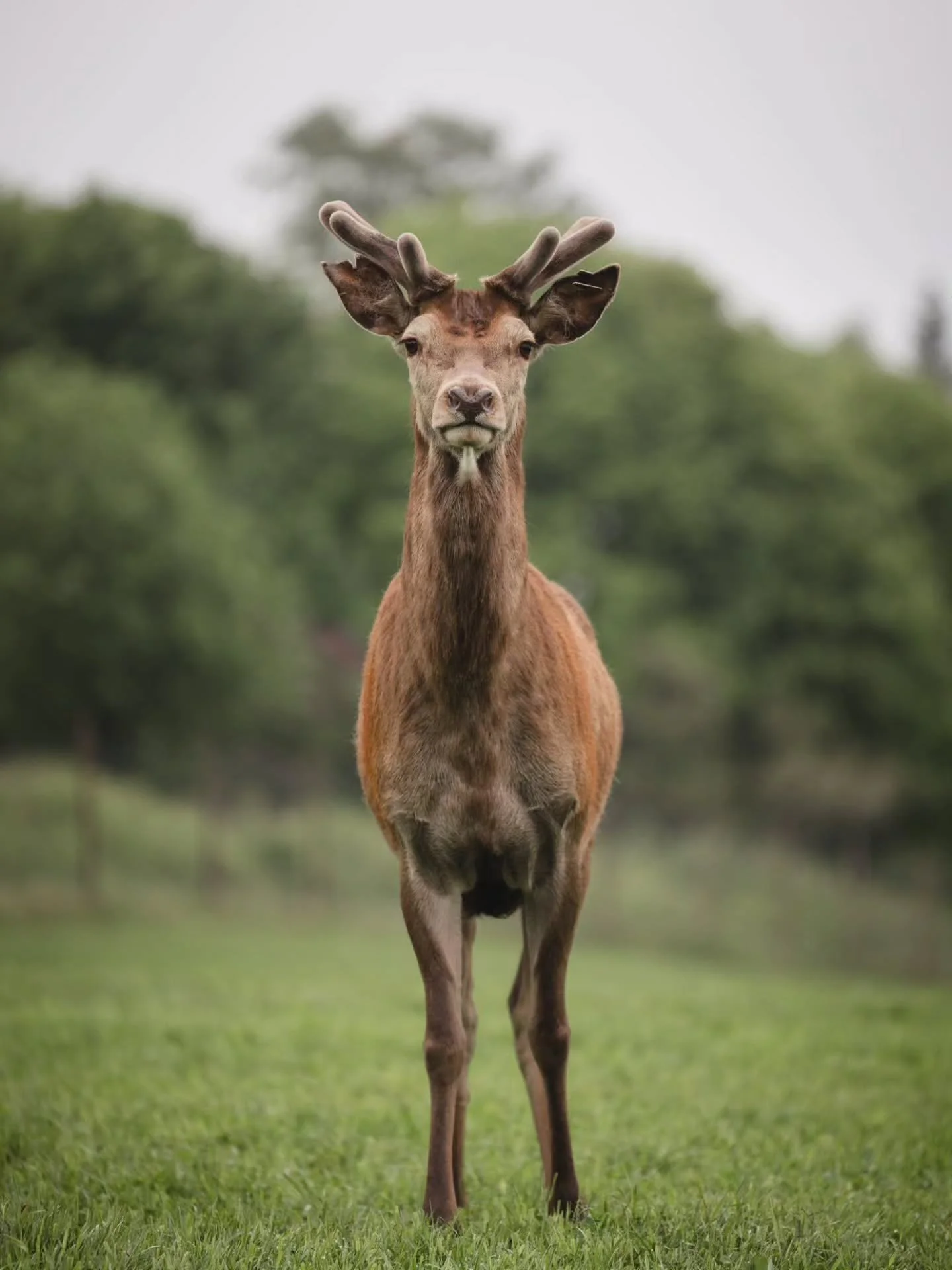 Bedriftskunde: Bolstad Hjort 🦌 ✨  &Aring; f&aring; jobbe med @bolstadhjort.no har v&aelig;rt en s&aring;nn greie hvor jeg m&aring; klype meg i armen for &aring; skj&oslash;nne at dette faktisk er jobben min!! Sammen med @kollasj.no har vi produsert 