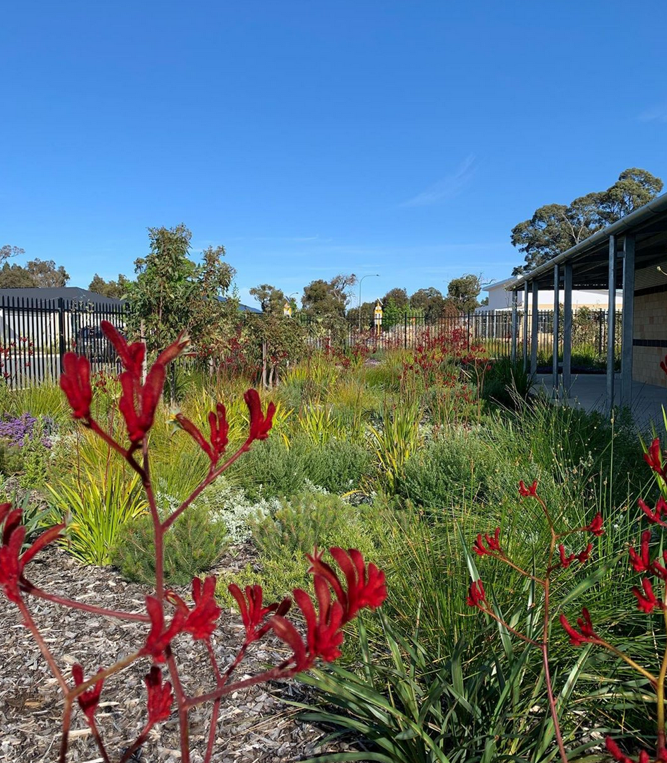Planting is flourishing at Sheok Grove Primary School
