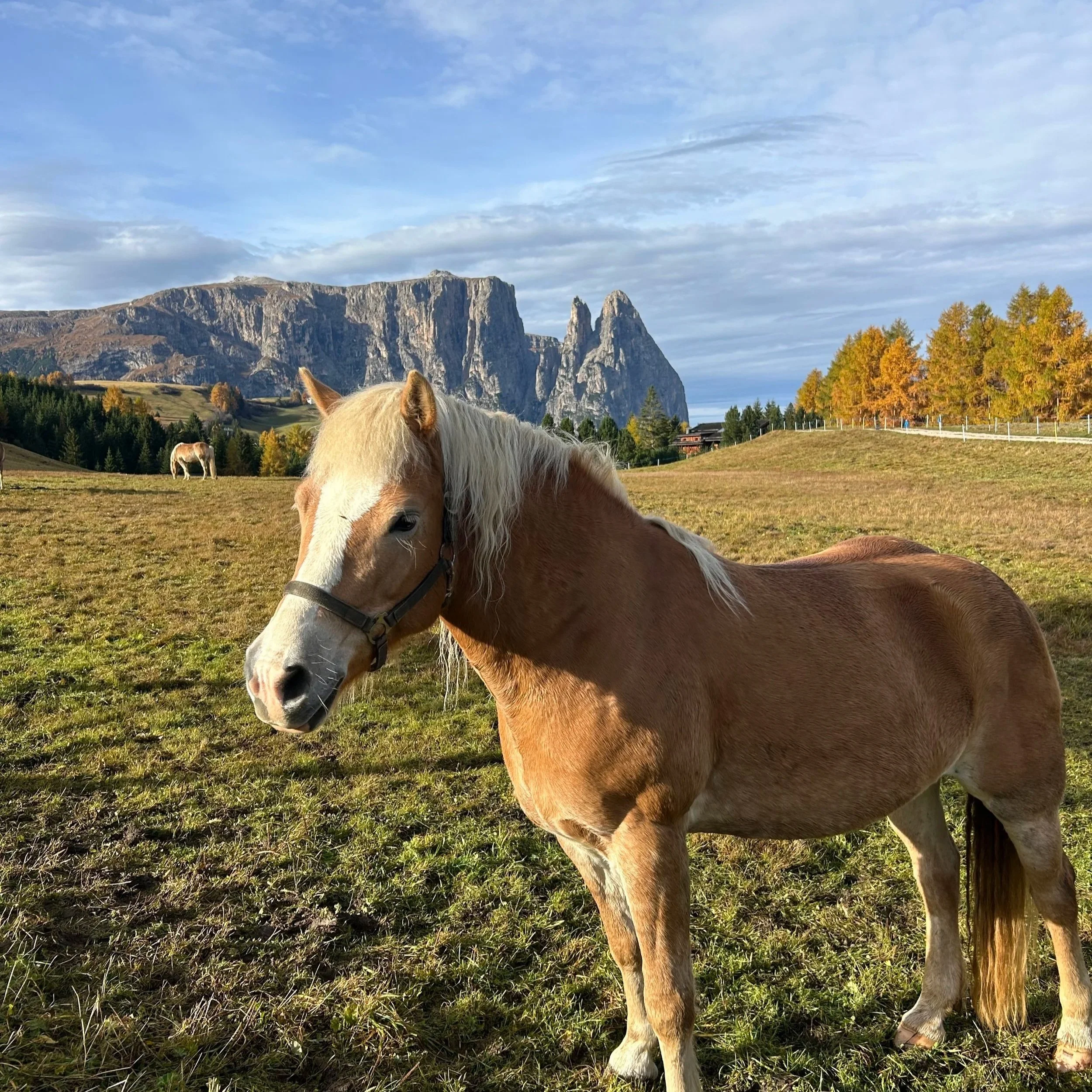 horsey.jpg