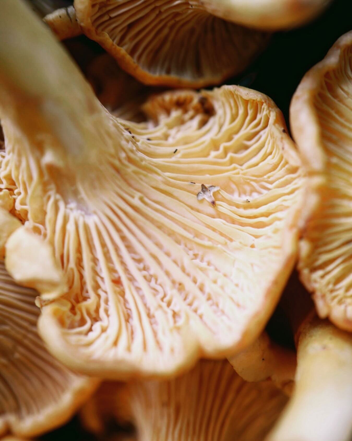 Chanterelle mushrooms, foraged in Norfolk &bull; 

We will be back open for another week of service from Wednesday evening. To book a table with us, go to www.brixandbones.com/book (link in bio) 

#foraged #norfolk #norwich #firerestaurant #local #or